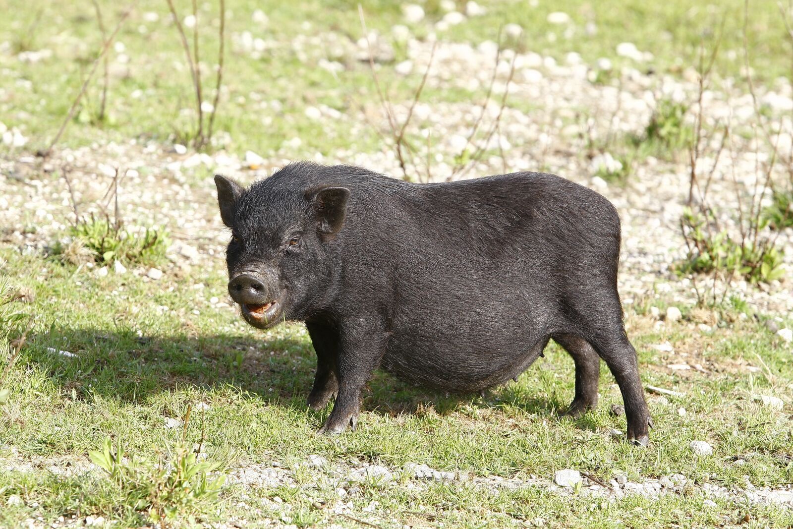 Canon EOS-1D Mark III sample photo. Potbellied pigs, pig, black photography