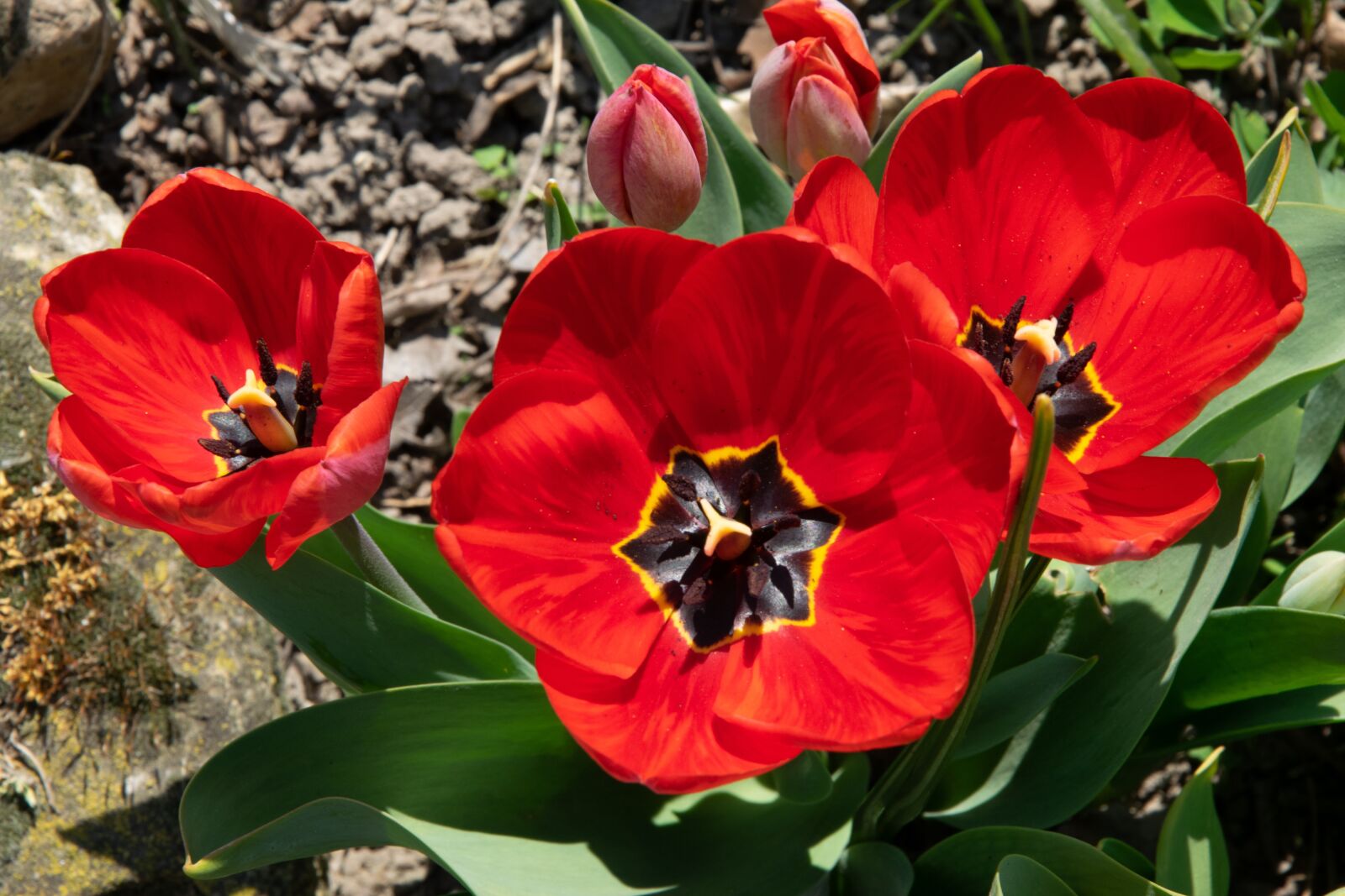 Nikon D3300 sample photo. Flower, garden, spring photography