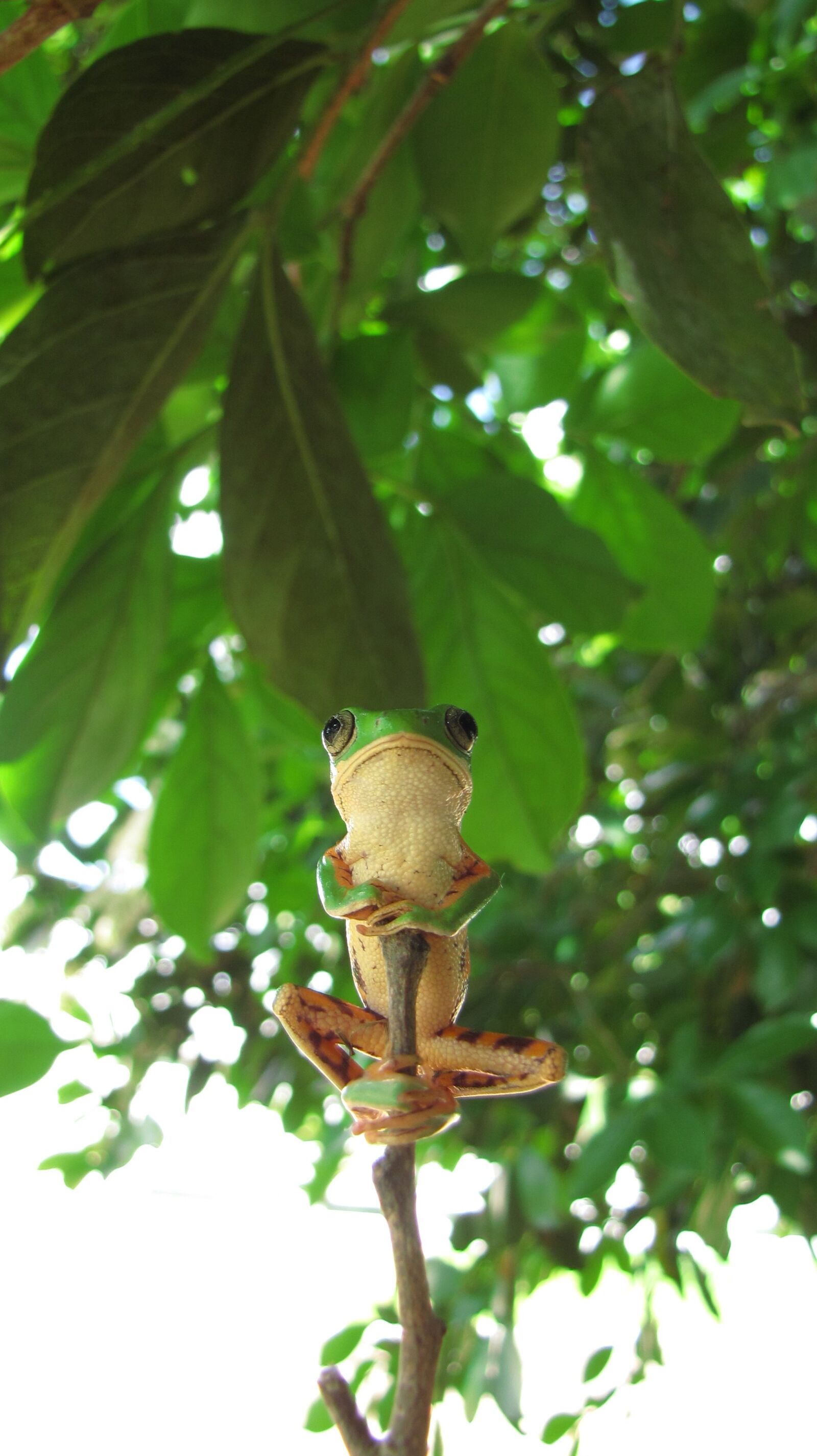 Canon PowerShot SX10 IS sample photo. Amphibian, frog, tree photography