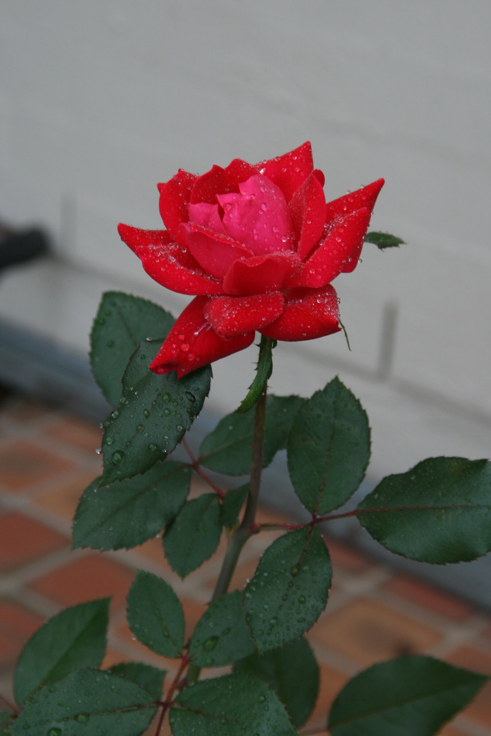 Canon EOS 400D (EOS Digital Rebel XTi / EOS Kiss Digital X) sample photo. Rose, garden, leaves photography