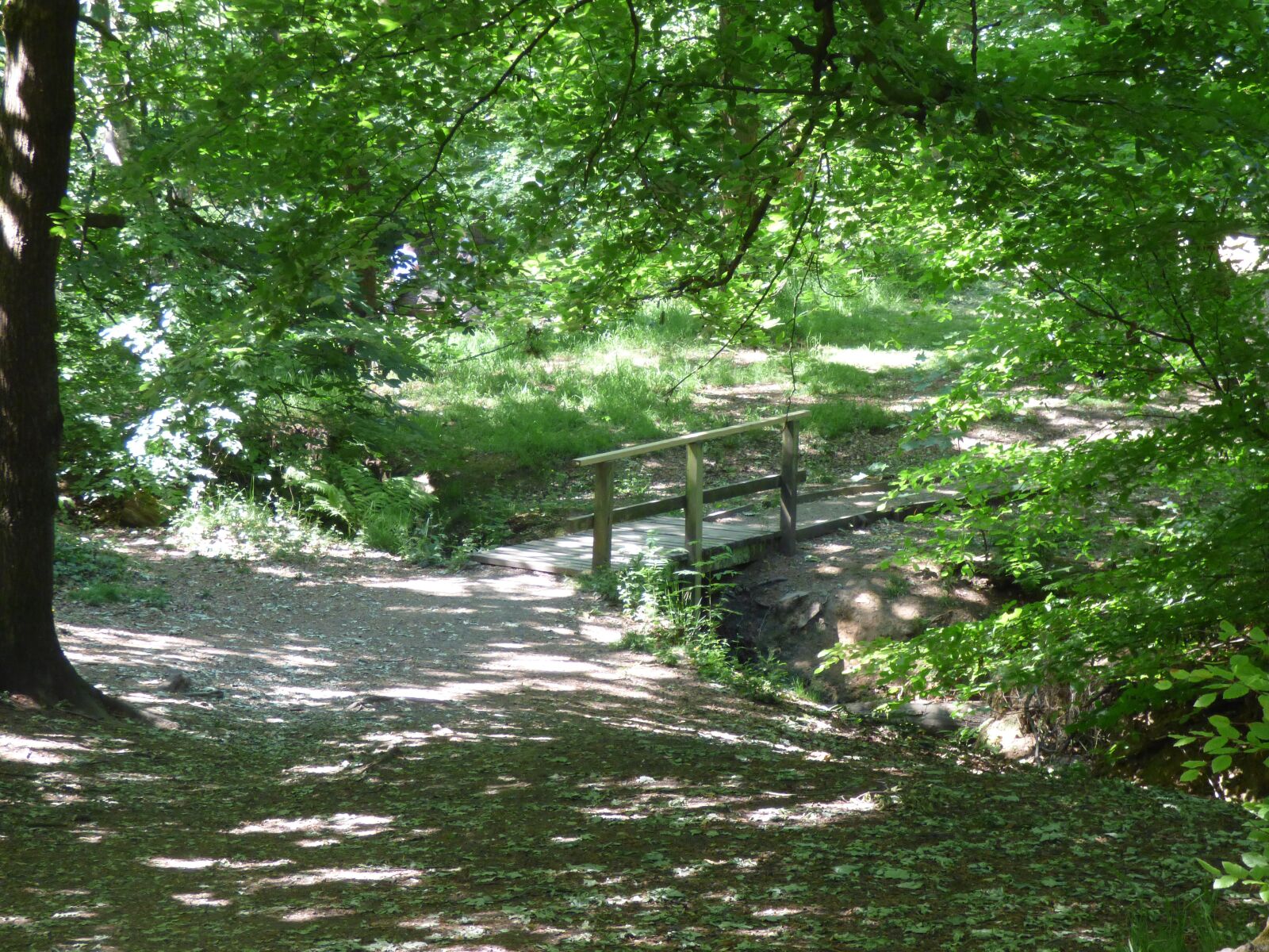 Panasonic DMC-FZ72 sample photo. Bridge, woodland, trees photography