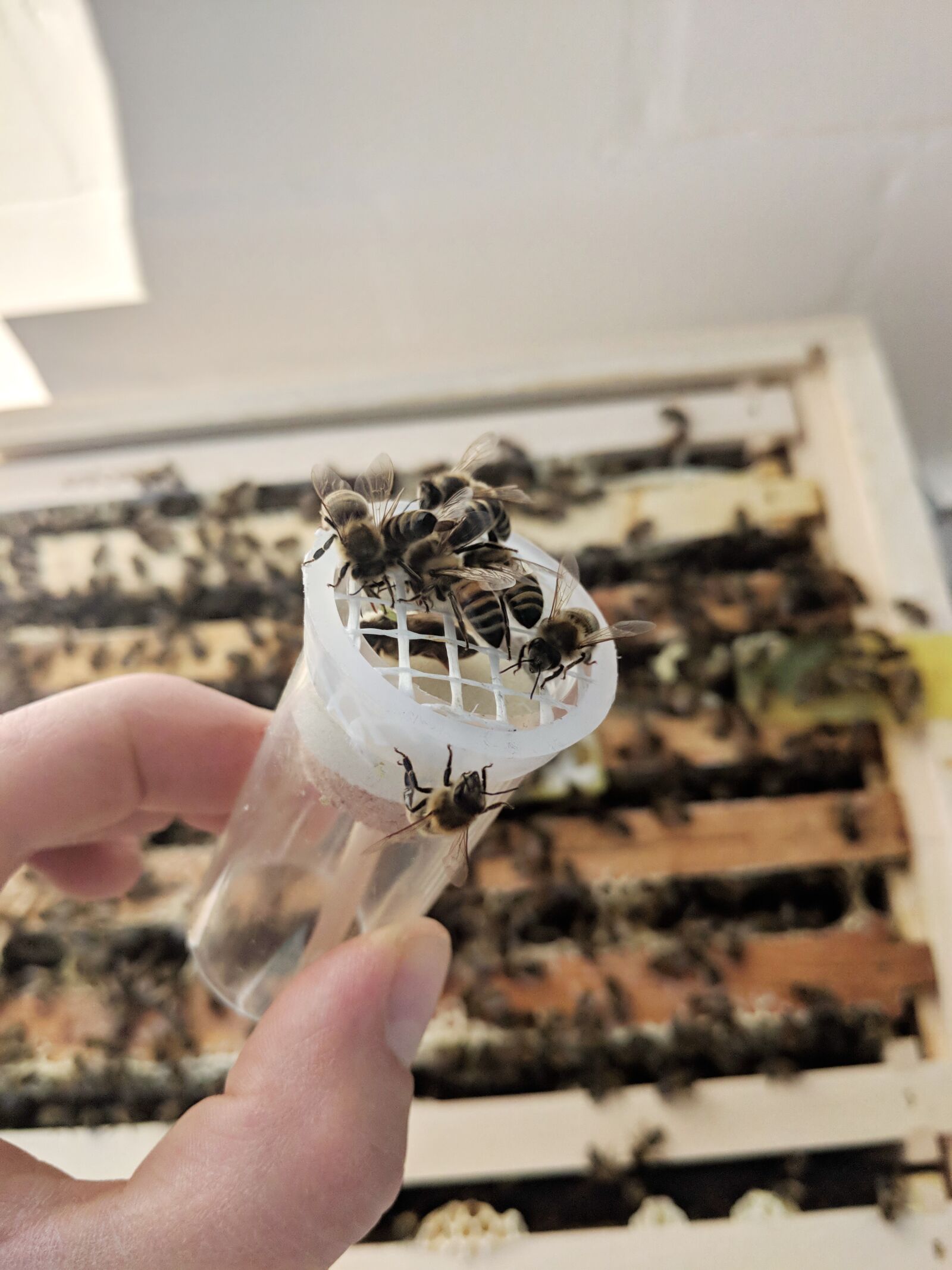Google Pixel 2 XL sample photo. Bee, queen, drawing tube photography