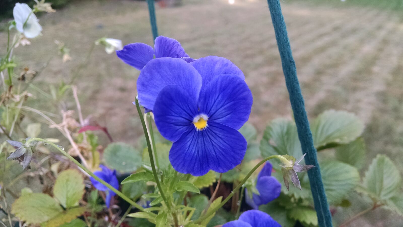 Motorola Moto X (1st Gen) sample photo. Blue, dark, flower, indigo photography