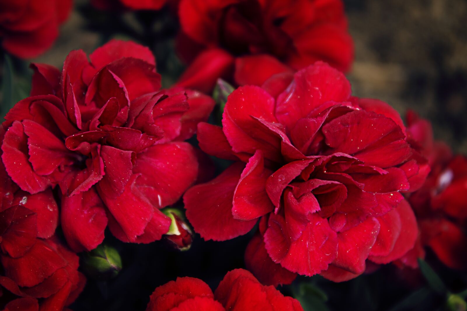 Canon EOS 1100D (EOS Rebel T3 / EOS Kiss X50) sample photo. Cloves, flowers, red photography