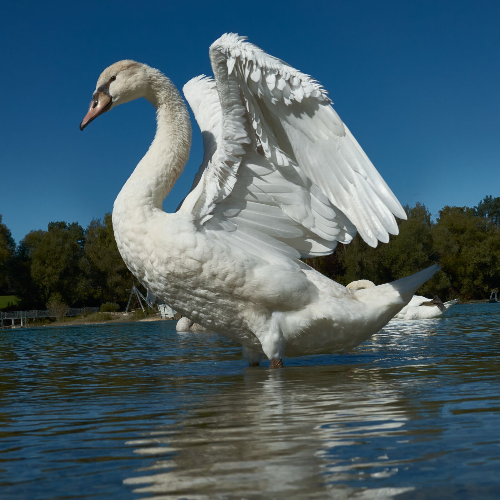 Nikon D3200 sample photo. Swan, lake, wing photography