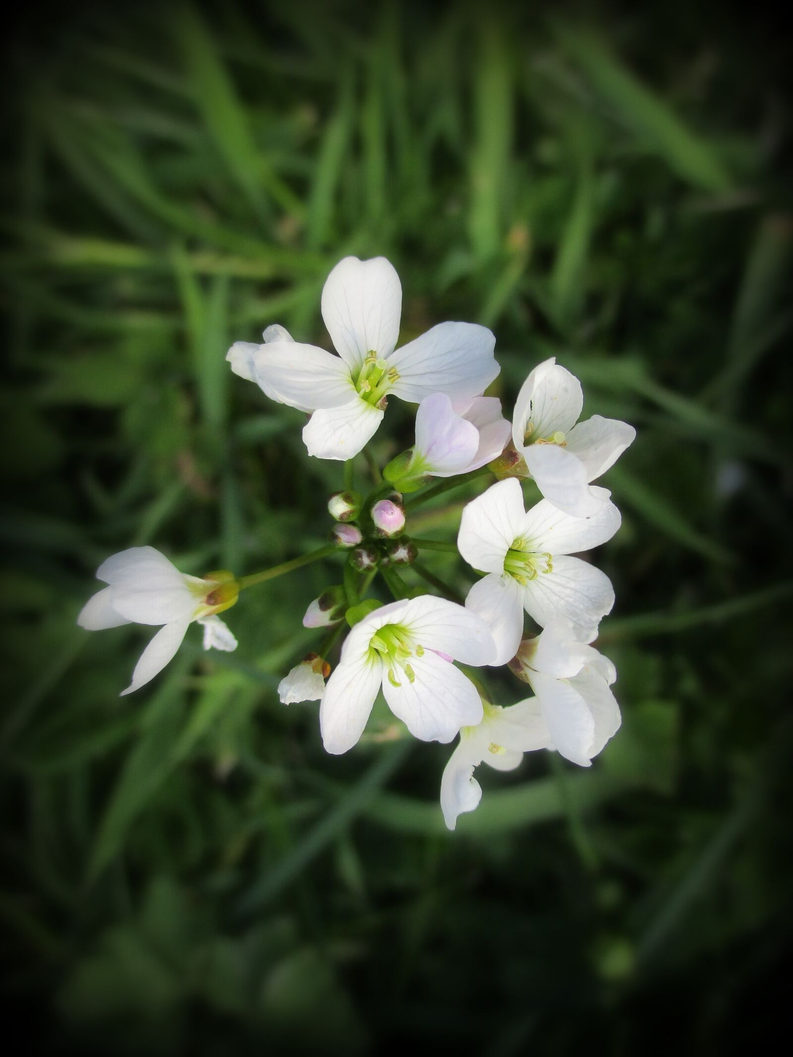 Canon IXUS 185 sample photo. Flowers, white, green photography