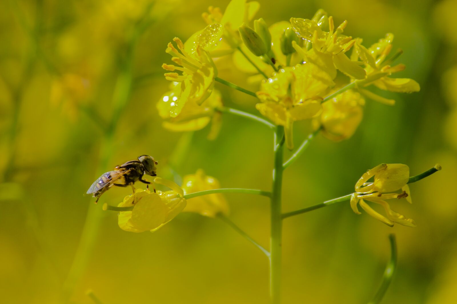 Canon EOS 700D (EOS Rebel T5i / EOS Kiss X7i) sample photo. Insect, nature, flower photography
