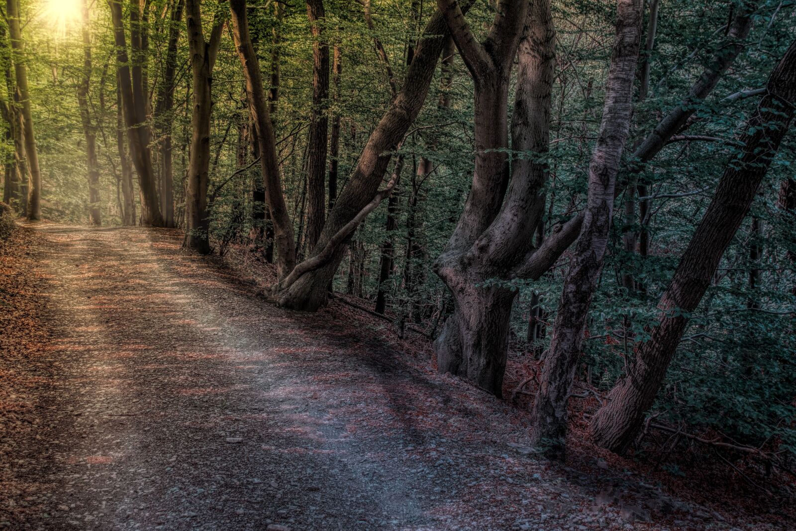 Pentax K-70 sample photo. Forest path, nature, landscape photography