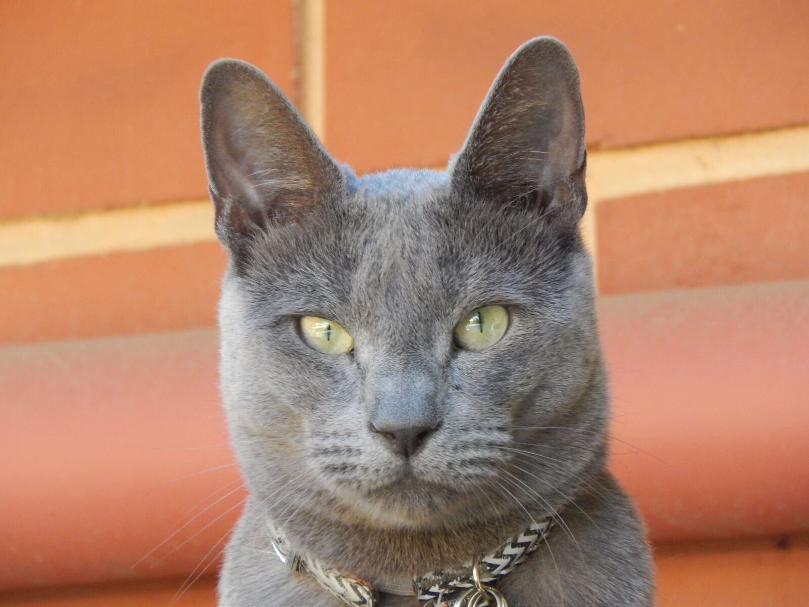 Nikon Coolpix L820 sample photo. Portrait, animal, cute photography