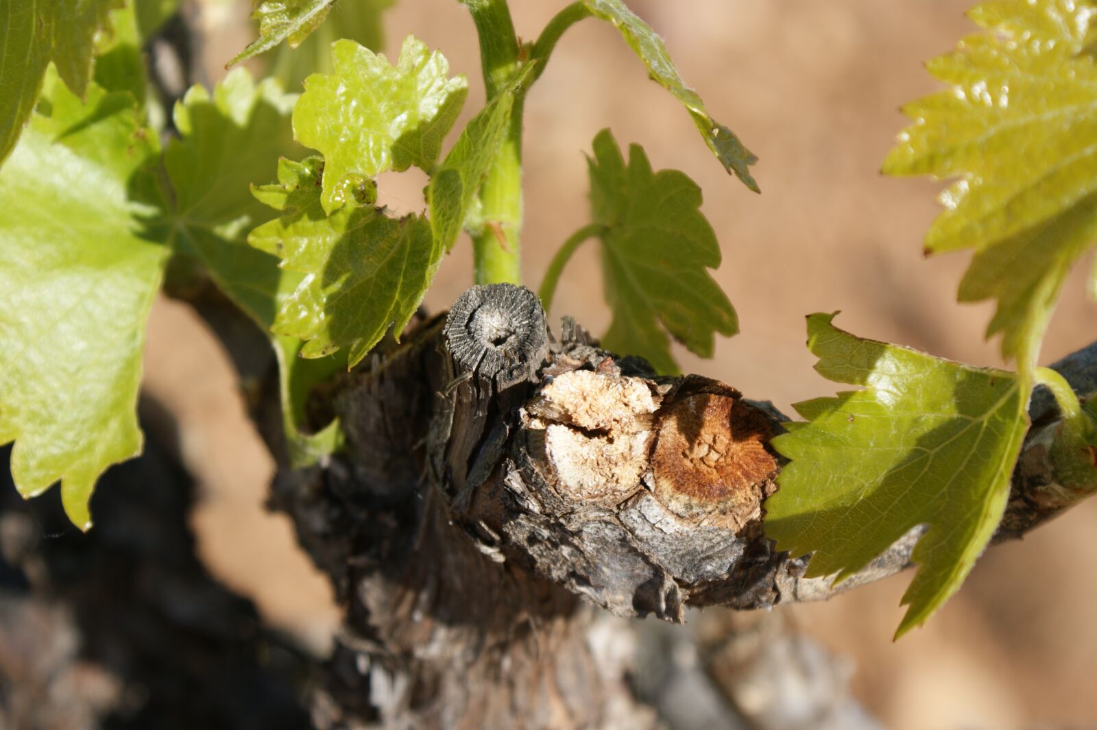 Sony Alpha DSLR-A350 sample photo. Pruning, cigales, leaves photography
