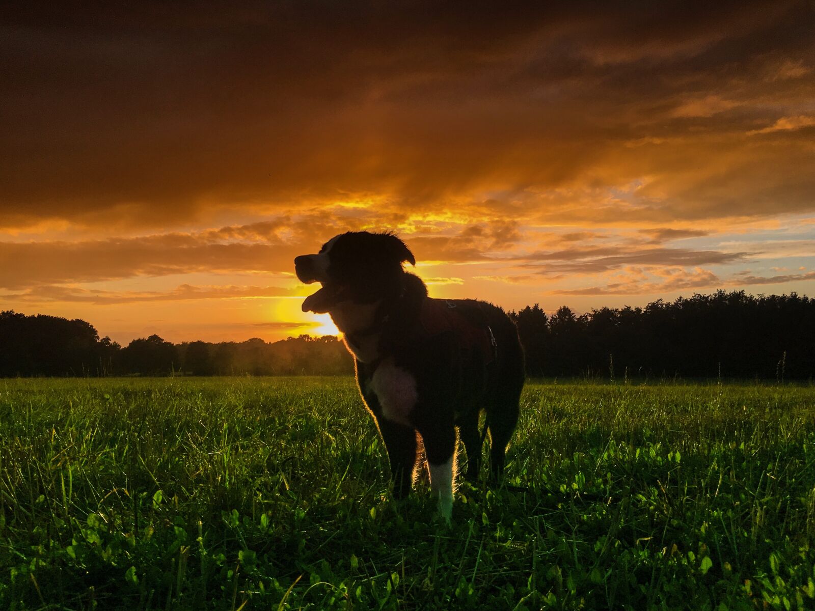 Apple iPhone 6s sample photo. Dog, sun, animal photography