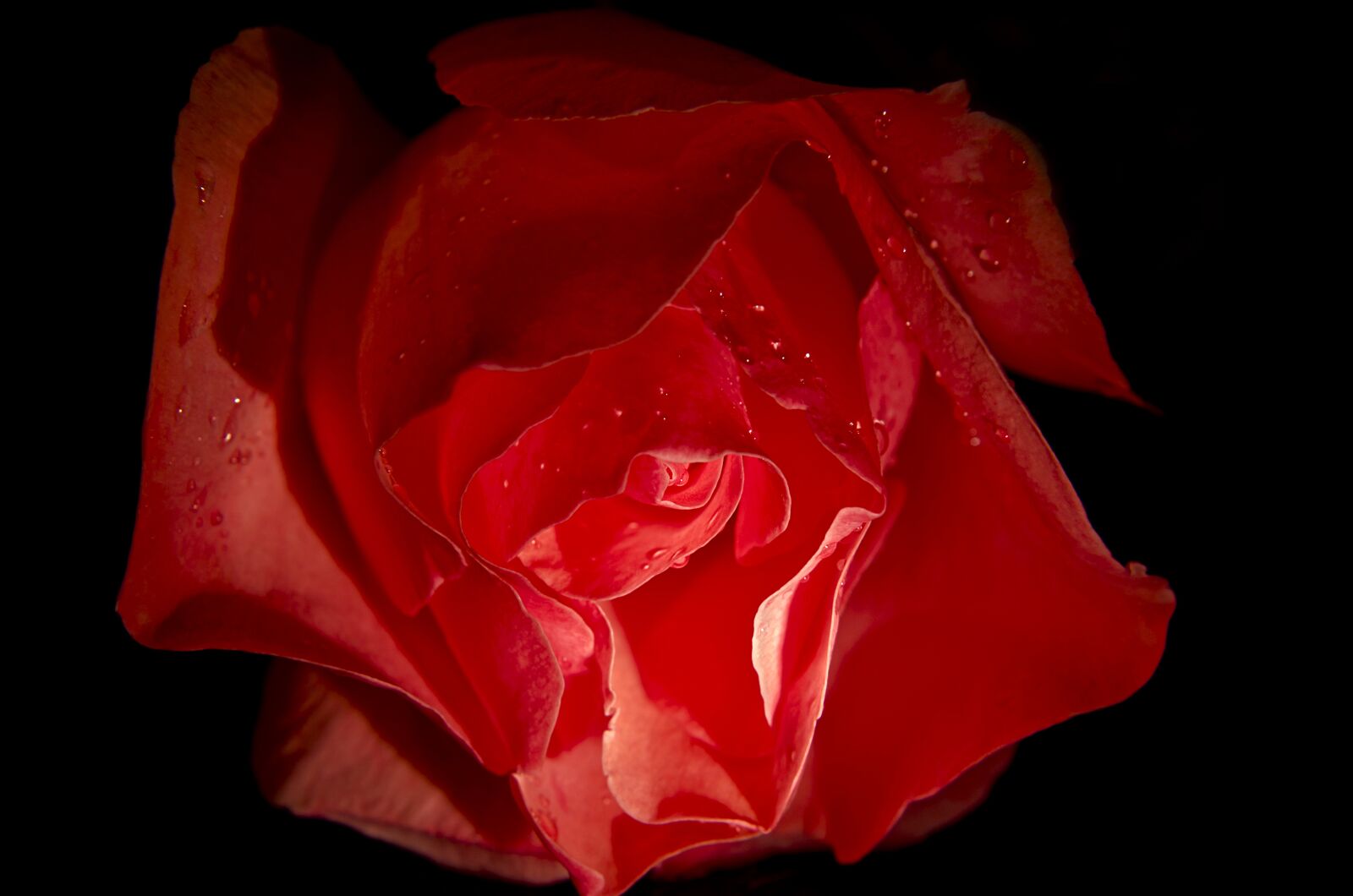 Nikon D5100 sample photo. Rosa, flower, nature photography