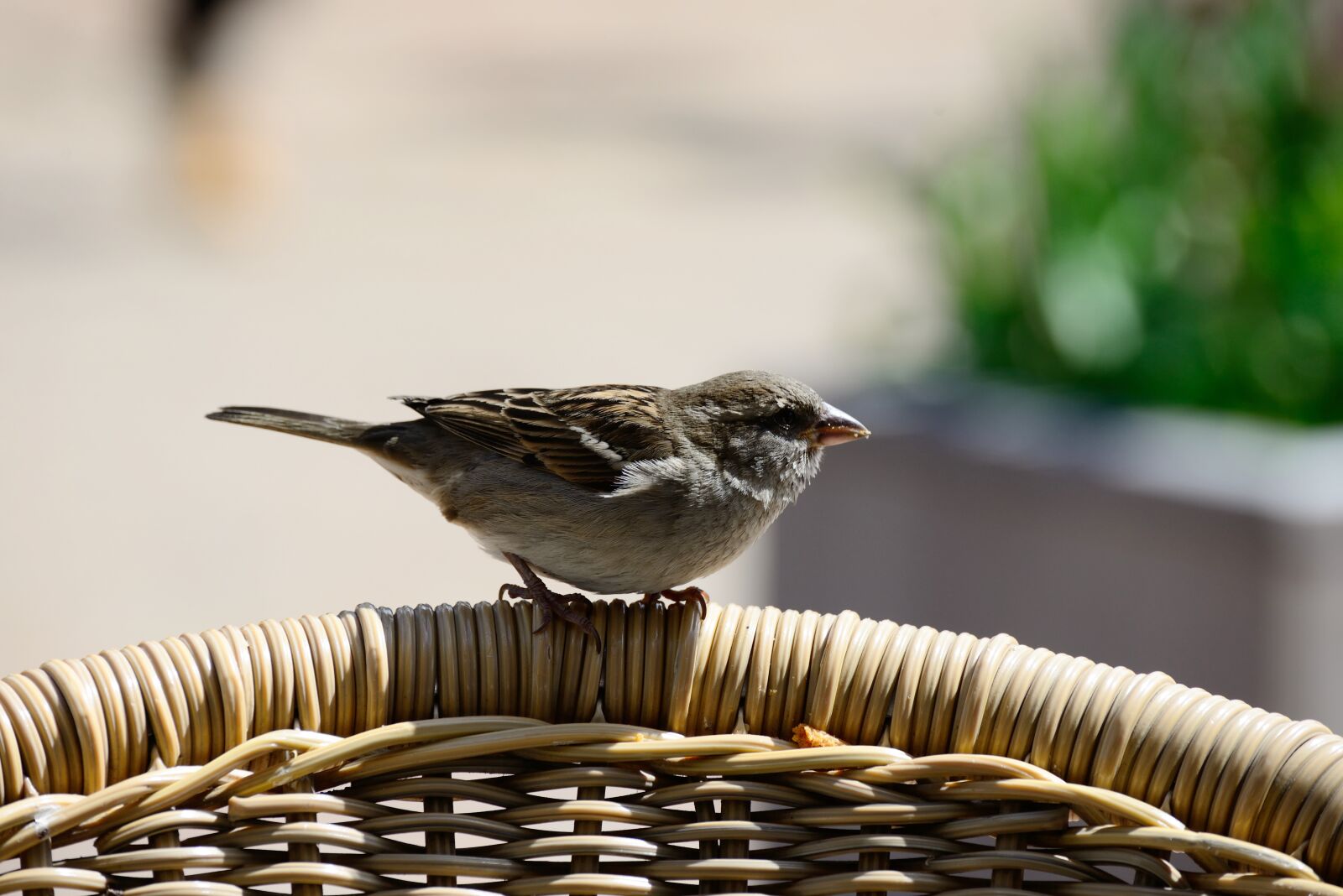 Nikon D610 sample photo. Sperling, sparrow, bird photography