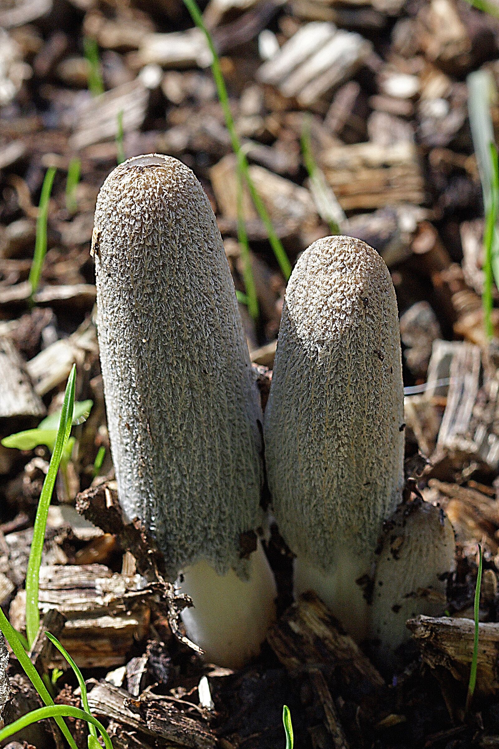 Canon EOS 350D (EOS Digital Rebel XT / EOS Kiss Digital N) sample photo. Fungi, autumn, mushroom photography