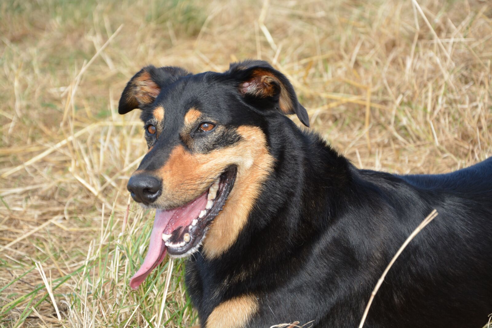 Nikon D5200 sample photo. Dog, bitch, dog portrait photography