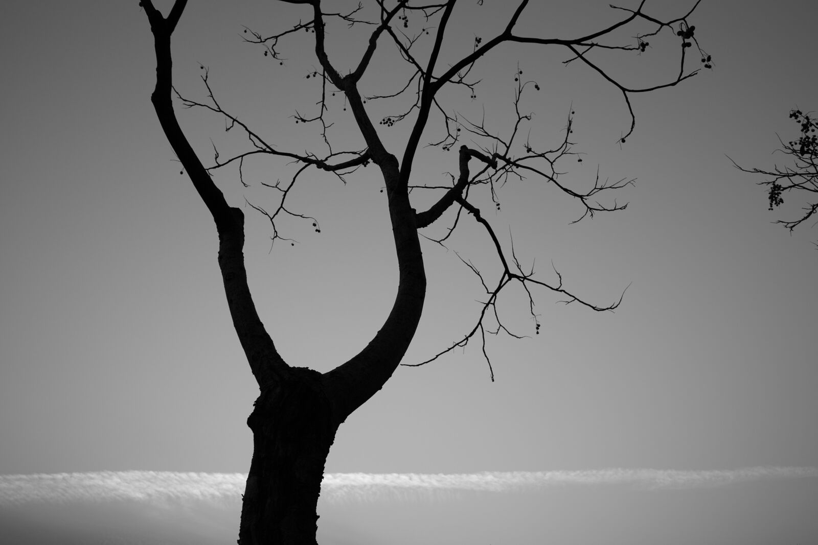 Sigma DP1x sample photo. Tree, monochrome, landscape photography
