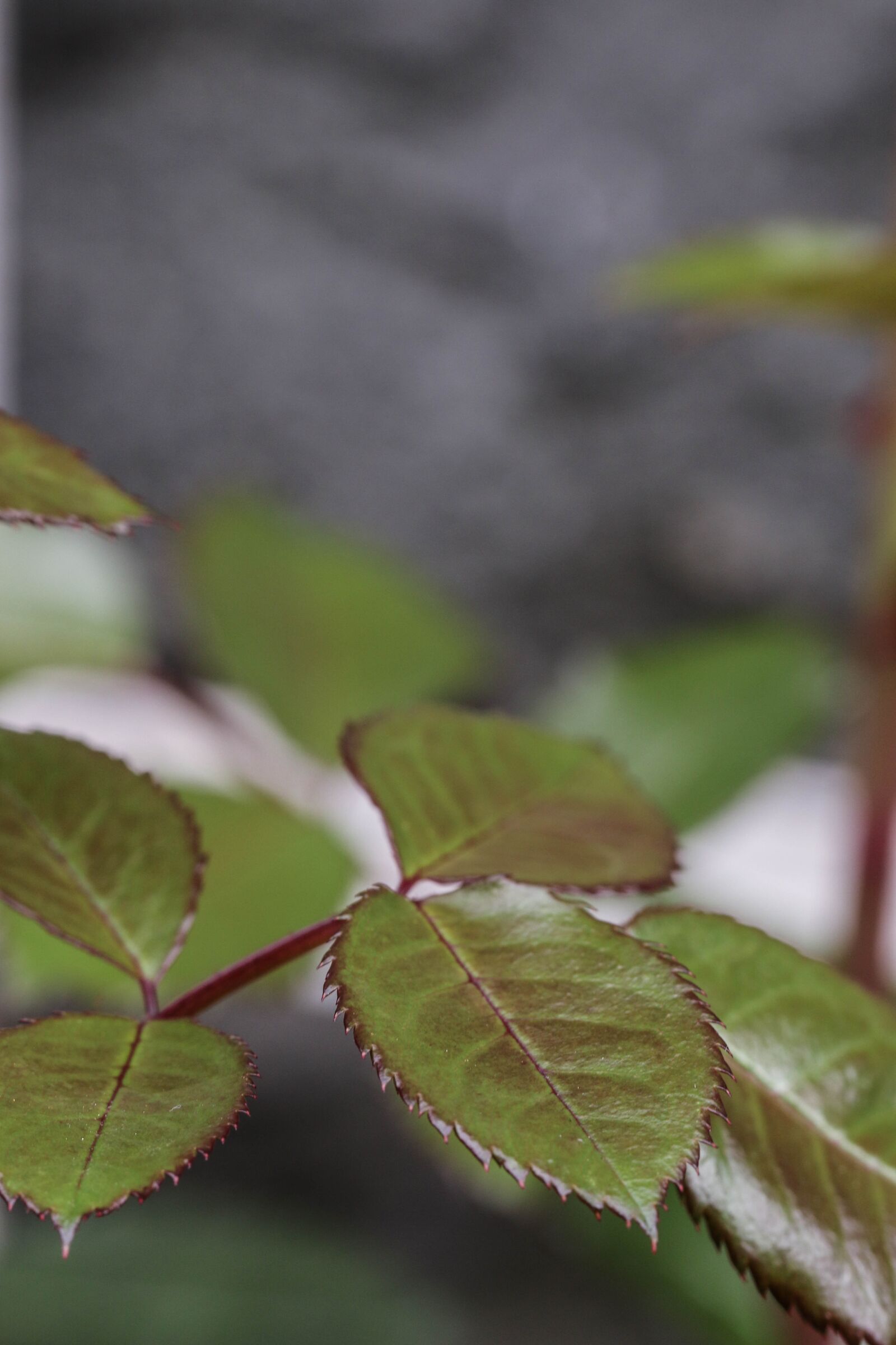 Canon EOS 7D Mark II sample photo. Garden, rose plant, leaf photography