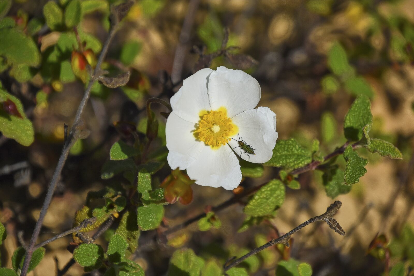Nikon D7200 sample photo. Flowers, garden, plant photography