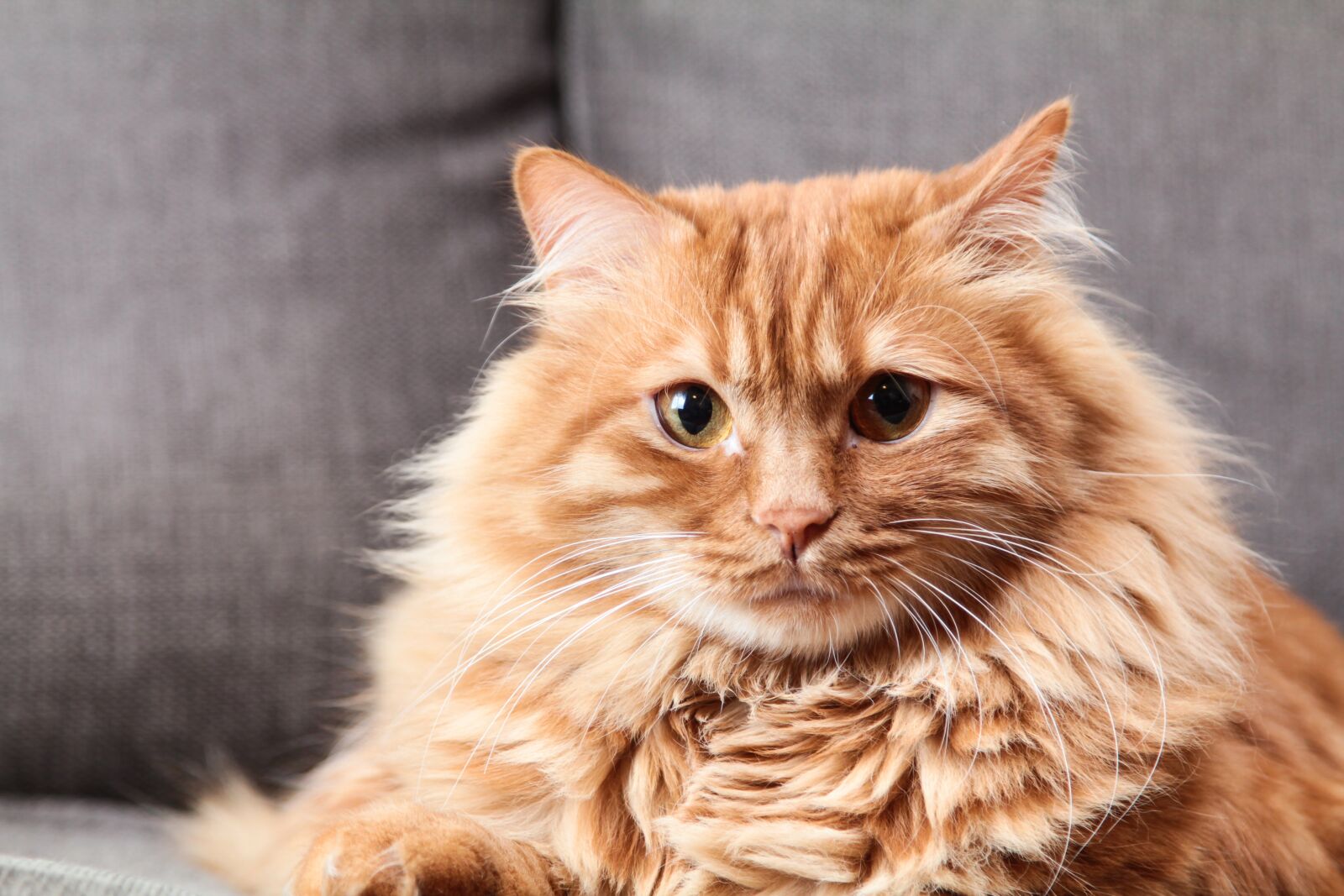 Canon EOS 60D + Canon EF 24-105mm F4L IS USM sample photo. Animals, cat, cute photography