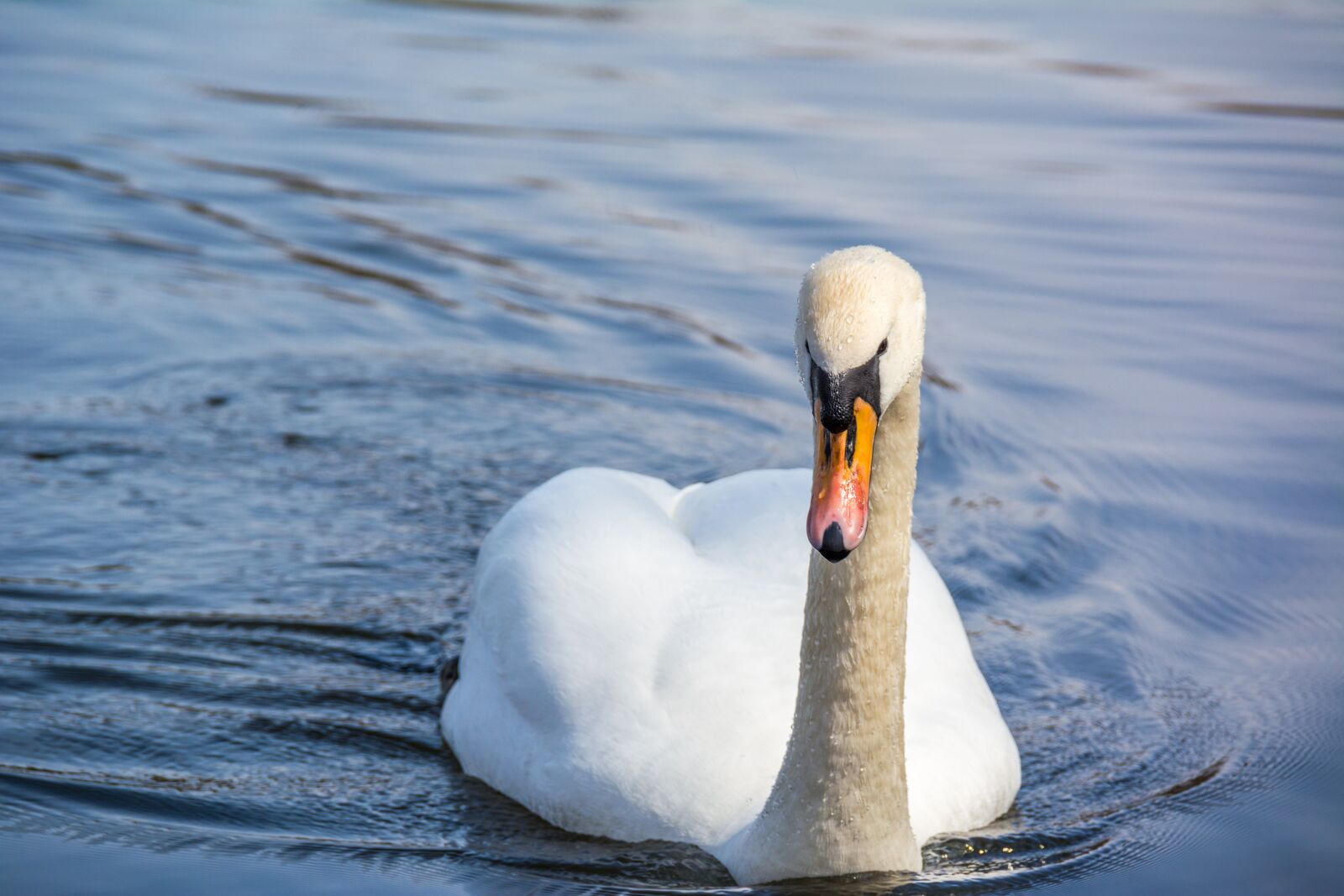 Nikon D5200 sample photo. Swan, water, bird photography