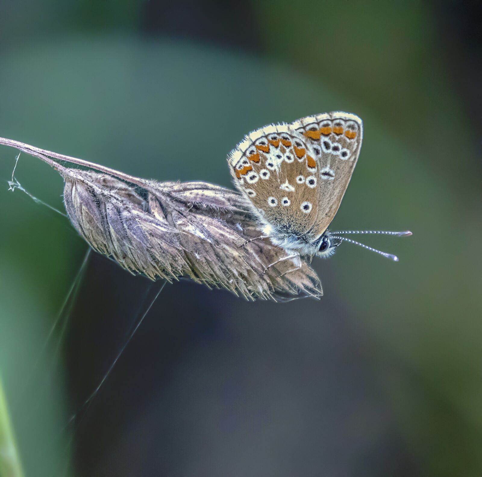 Sigma 100-400mm F5-6.3 DG OS HSM sample photo. Butterfly, brown-argus, nature photography
