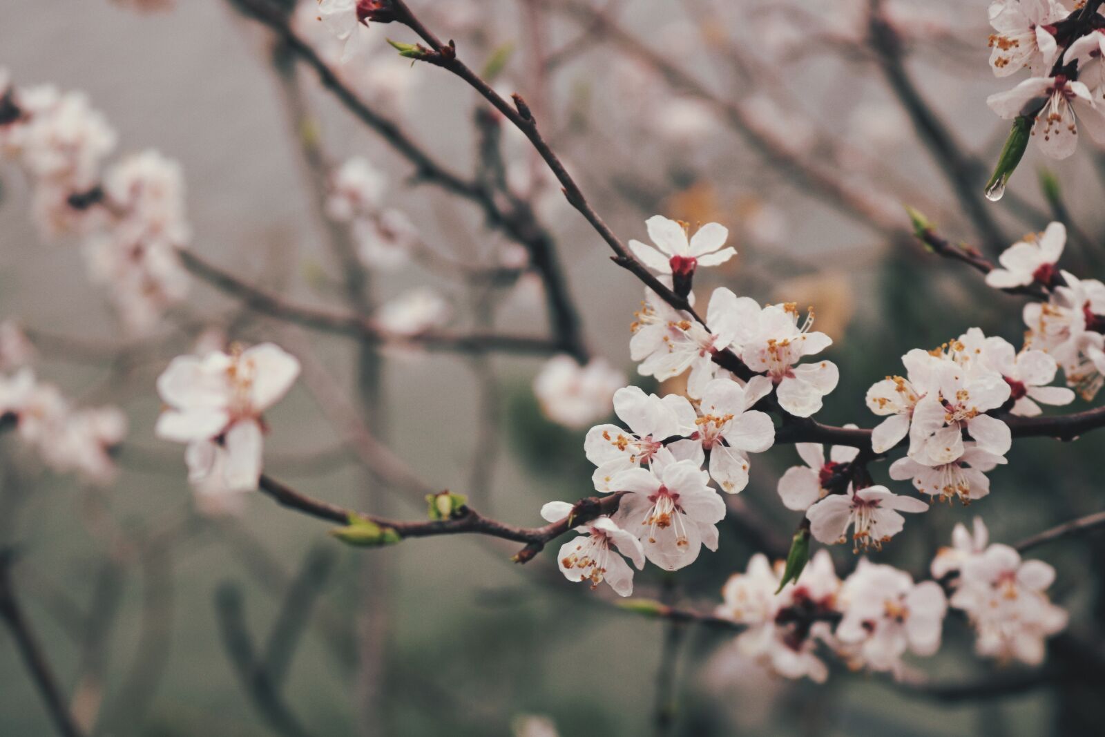 Canon EOS 750D (EOS Rebel T6i / EOS Kiss X8i) sample photo. Branch, flower, cherry wood photography