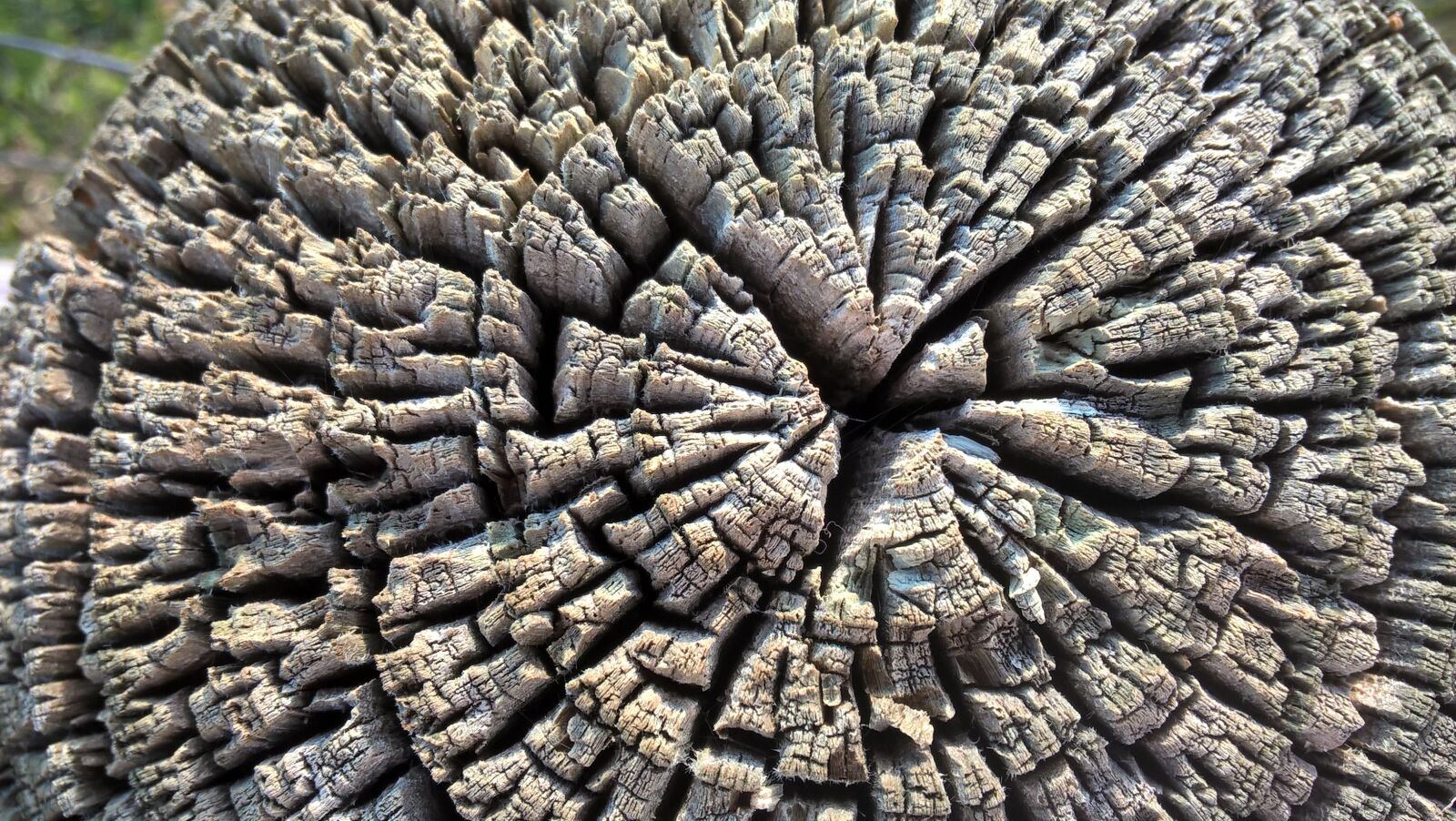 Microsoft Lumia 640 LTE sample photo. Wood, tree, lumber photography