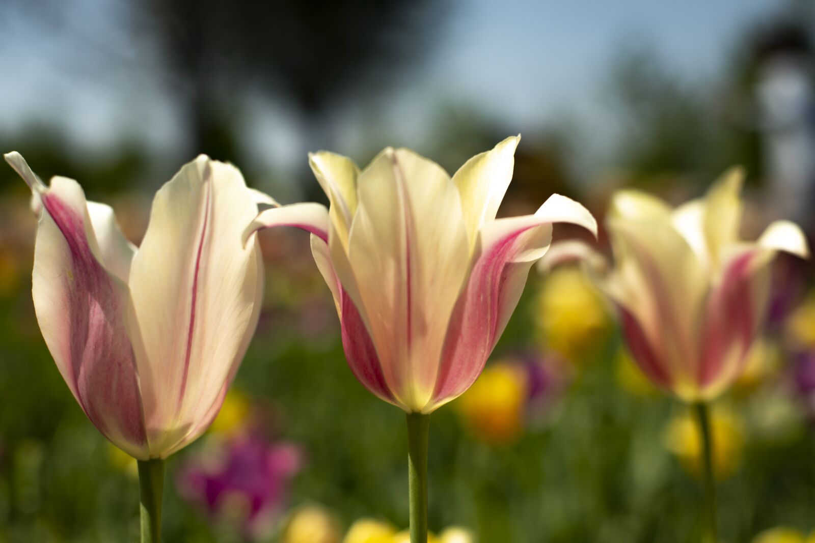 Canon EOS 6D Mark II sample photo. Flora, spring, tulips photography