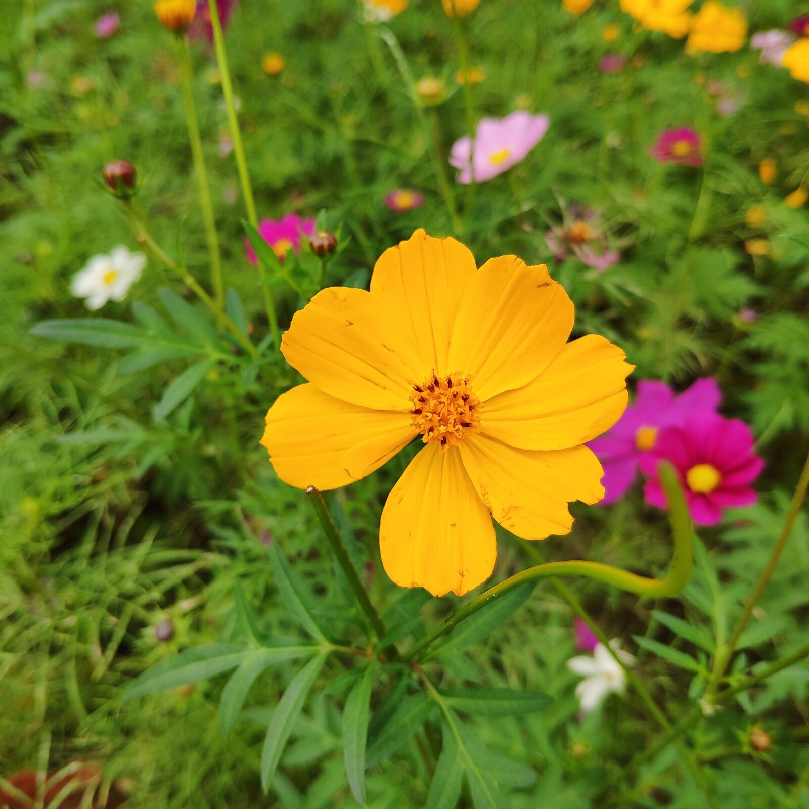 Xiaomi MI 8 sample photo. Autumn english yellow, flower photography