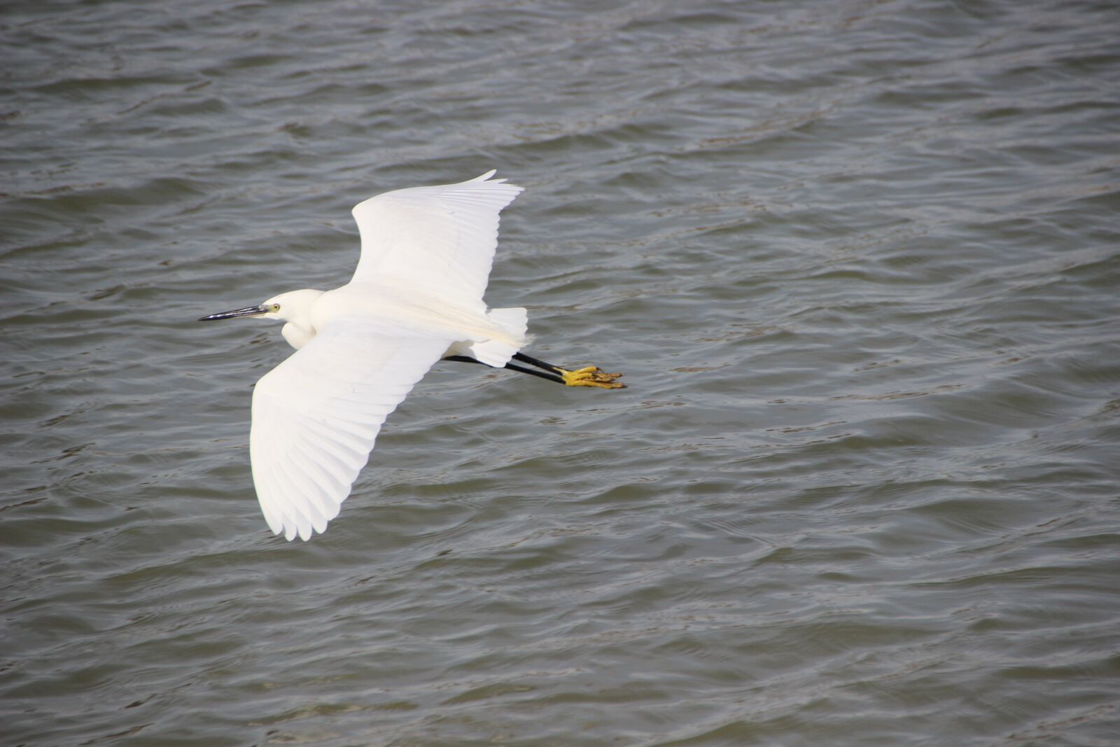 Canon EOS 600D (Rebel EOS T3i / EOS Kiss X5) sample photo. Little egret, bird, water photography