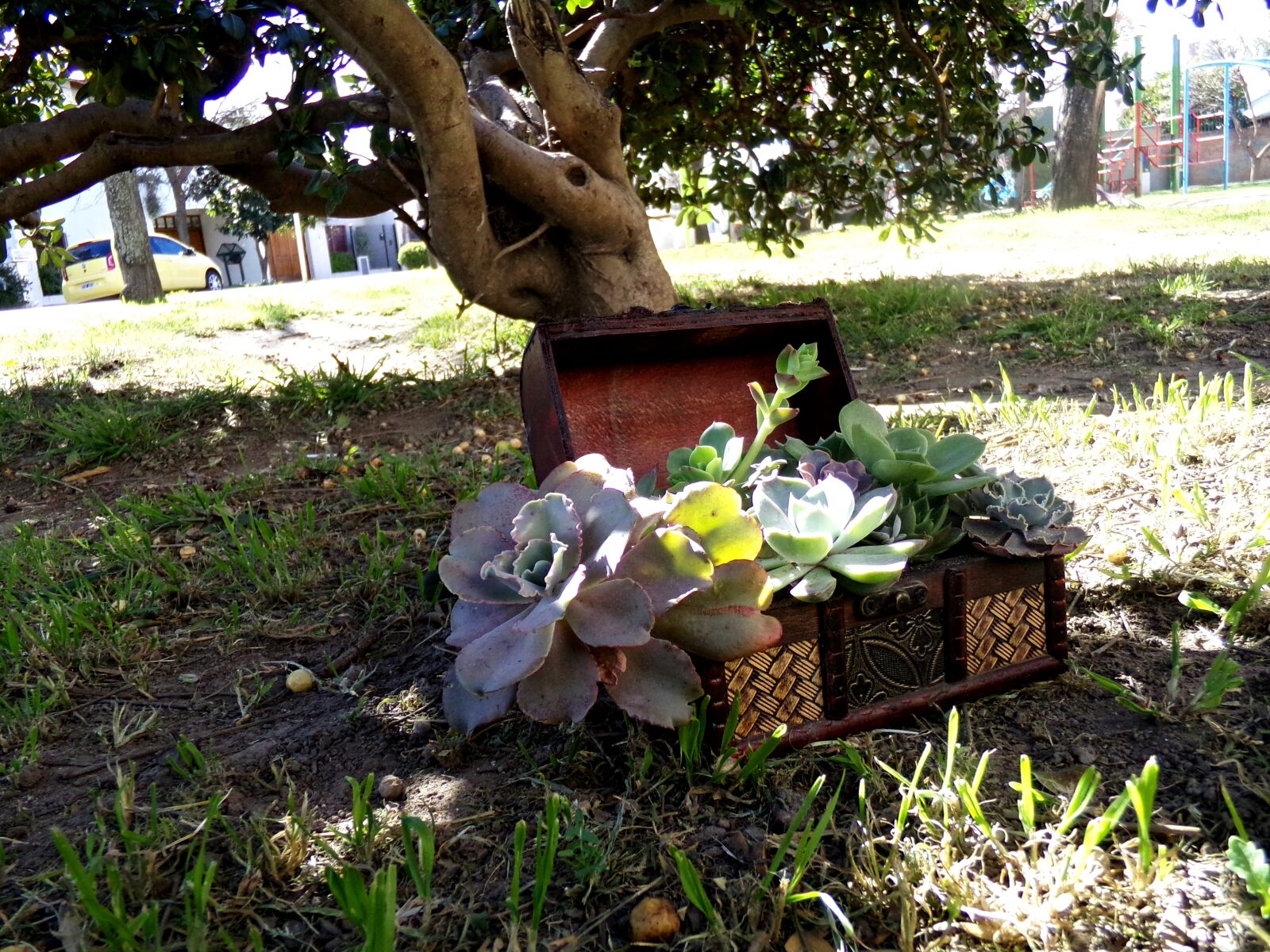 Kodak PIXPRO AZ251 sample photo. Plantas, crasa, suculenta photography