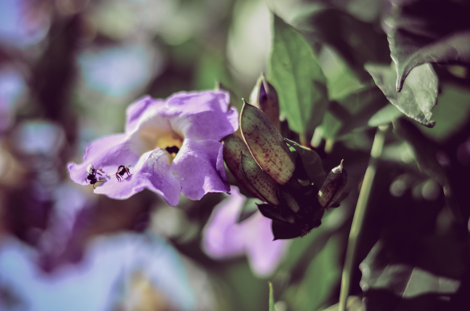 Nikon D5100 sample photo. Flower photography