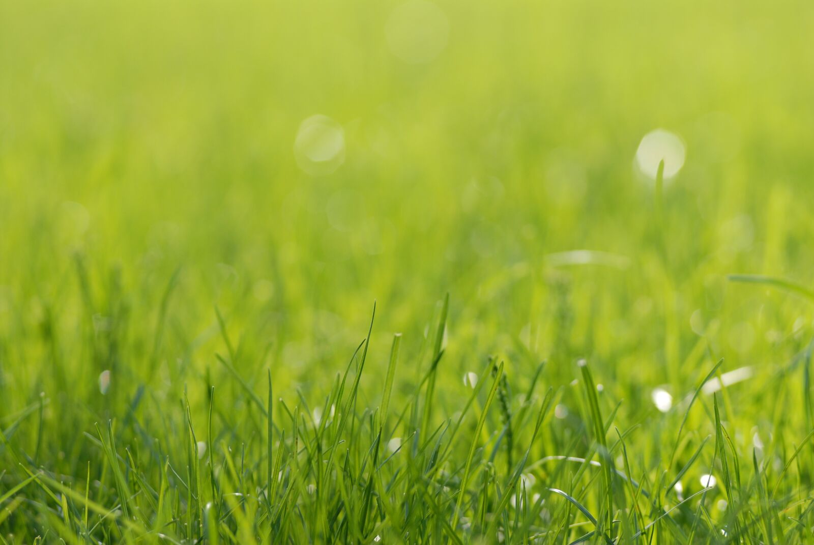 Nikon D200 sample photo. Grass, green, nature photography
