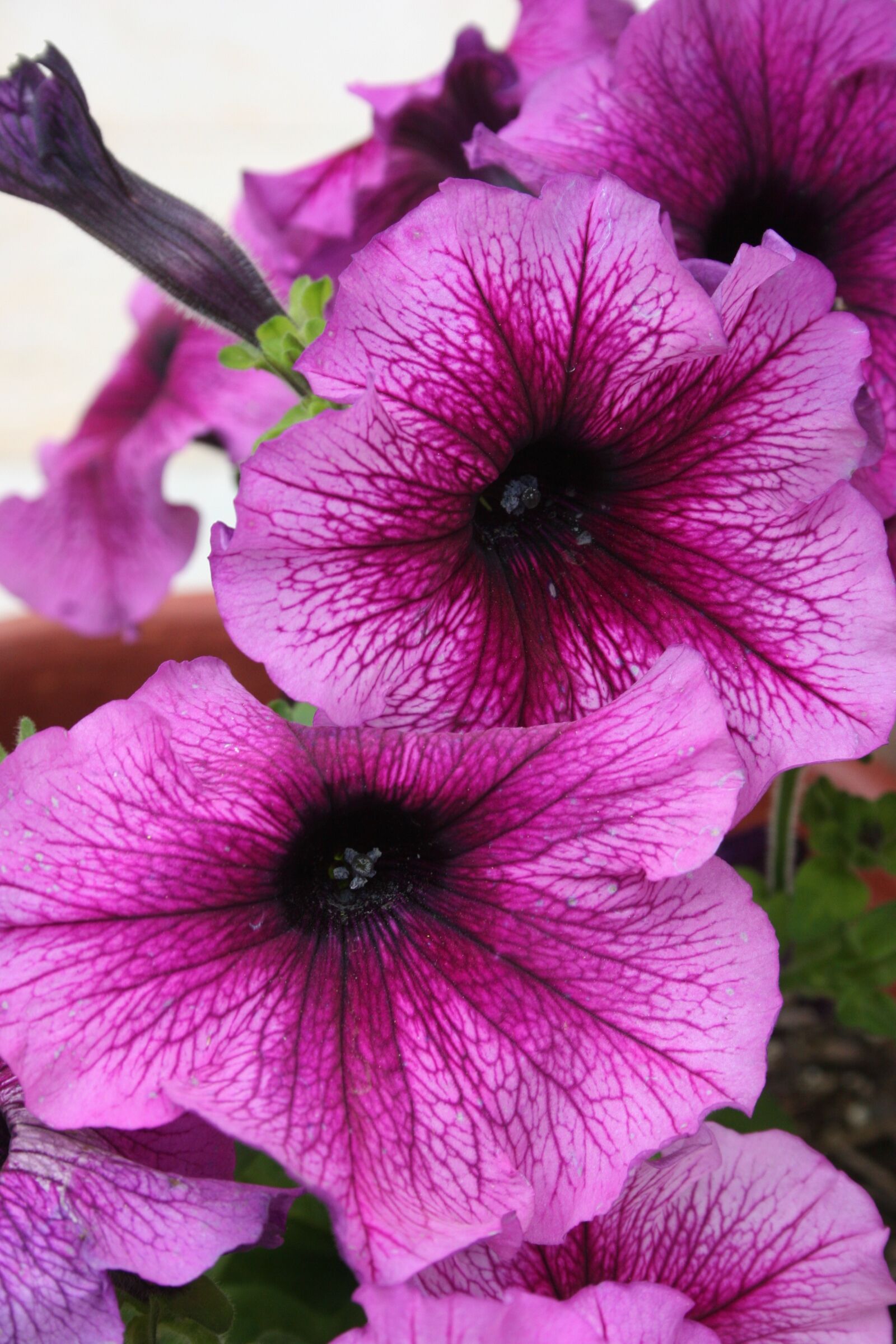Canon EOS 20D sample photo. Petunia, bloom, plant photography