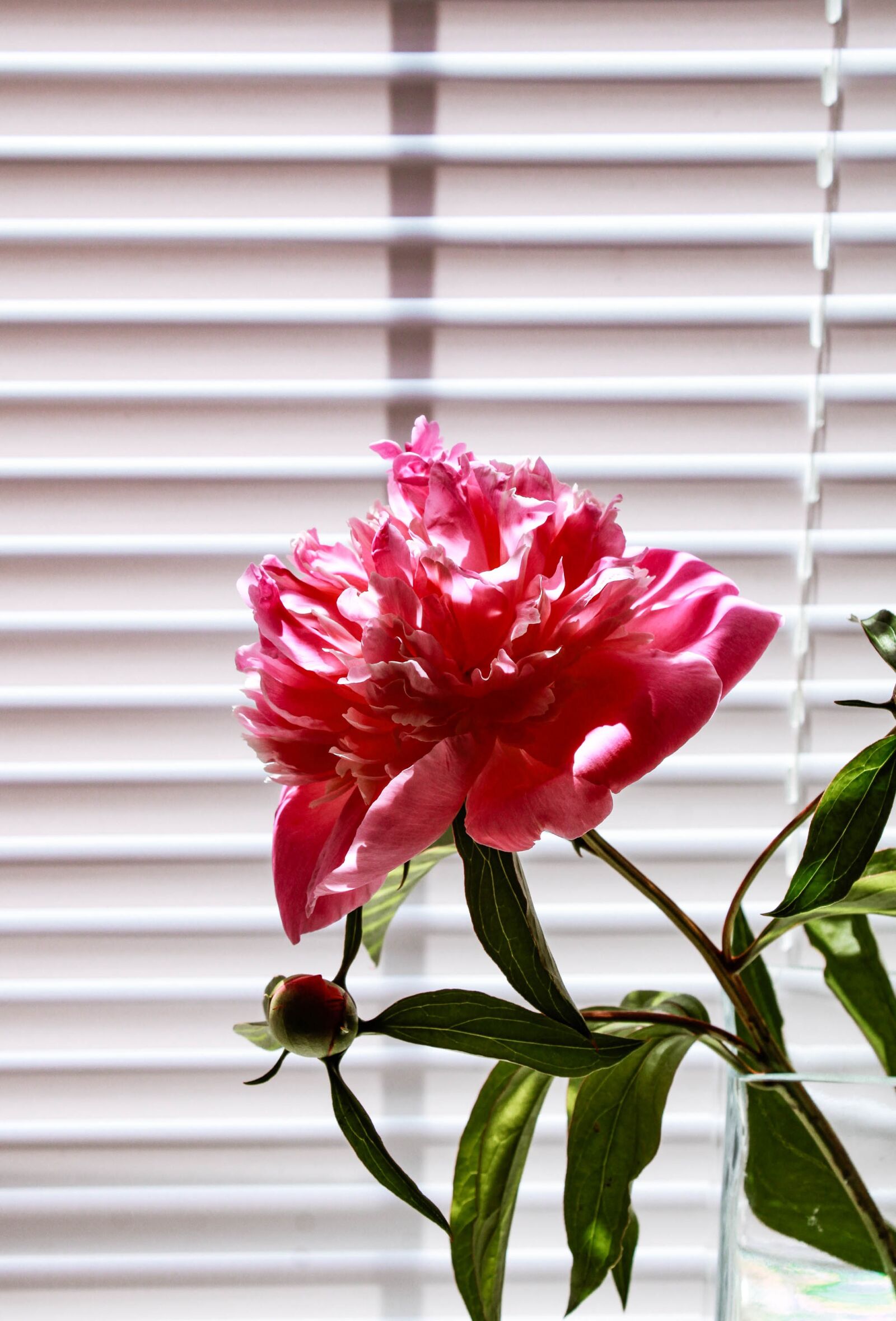 Canon EOS 2000D (EOS Rebel T7 / EOS Kiss X90 / EOS 1500D) sample photo. Peony, pink, flower photography