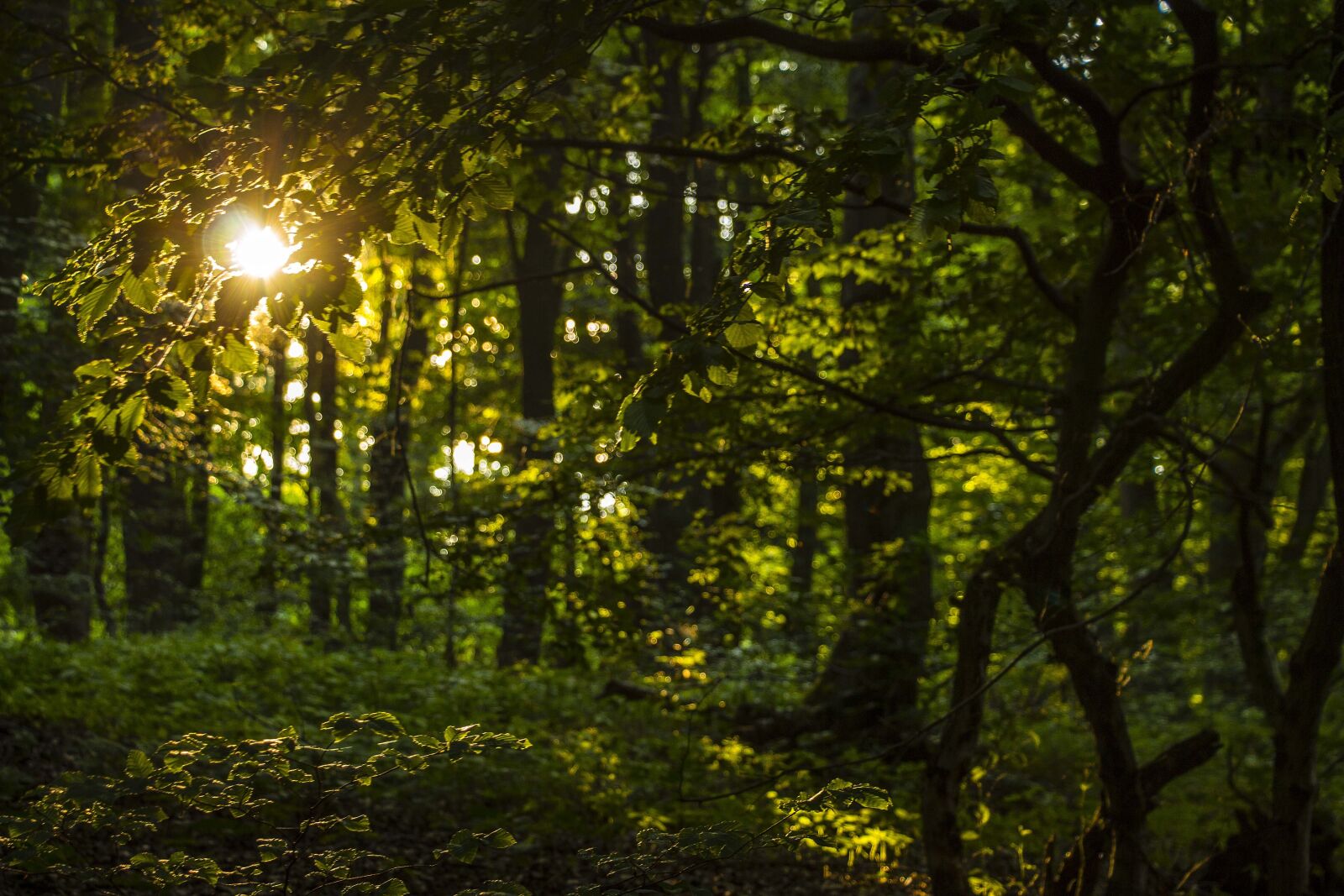 Canon EOS 700D (EOS Rebel T5i / EOS Kiss X7i) sample photo. Mystery, forest, nature photography
