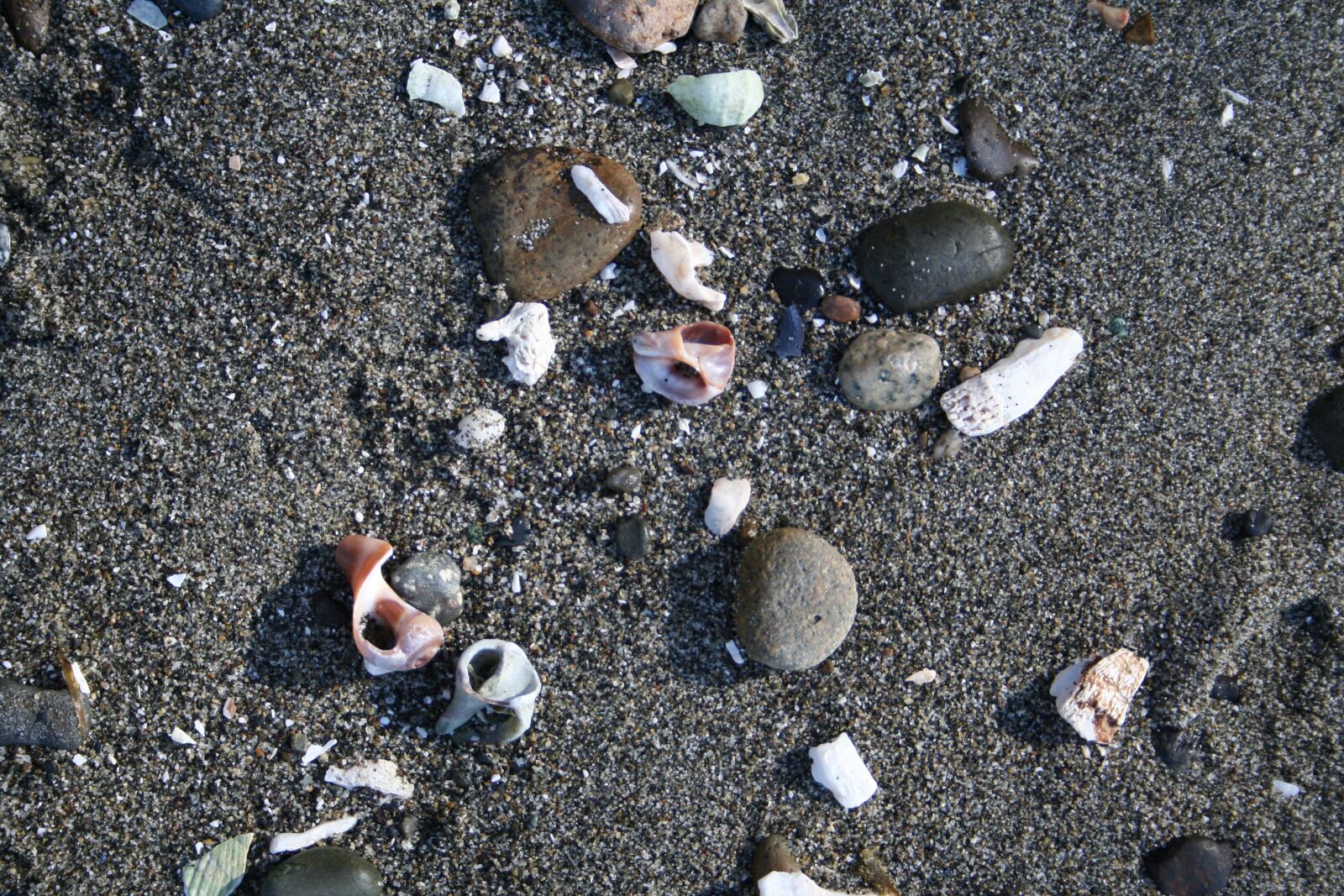 Canon EOS 350D (EOS Digital Rebel XT / EOS Kiss Digital N) sample photo. Shells, sand, beach photography