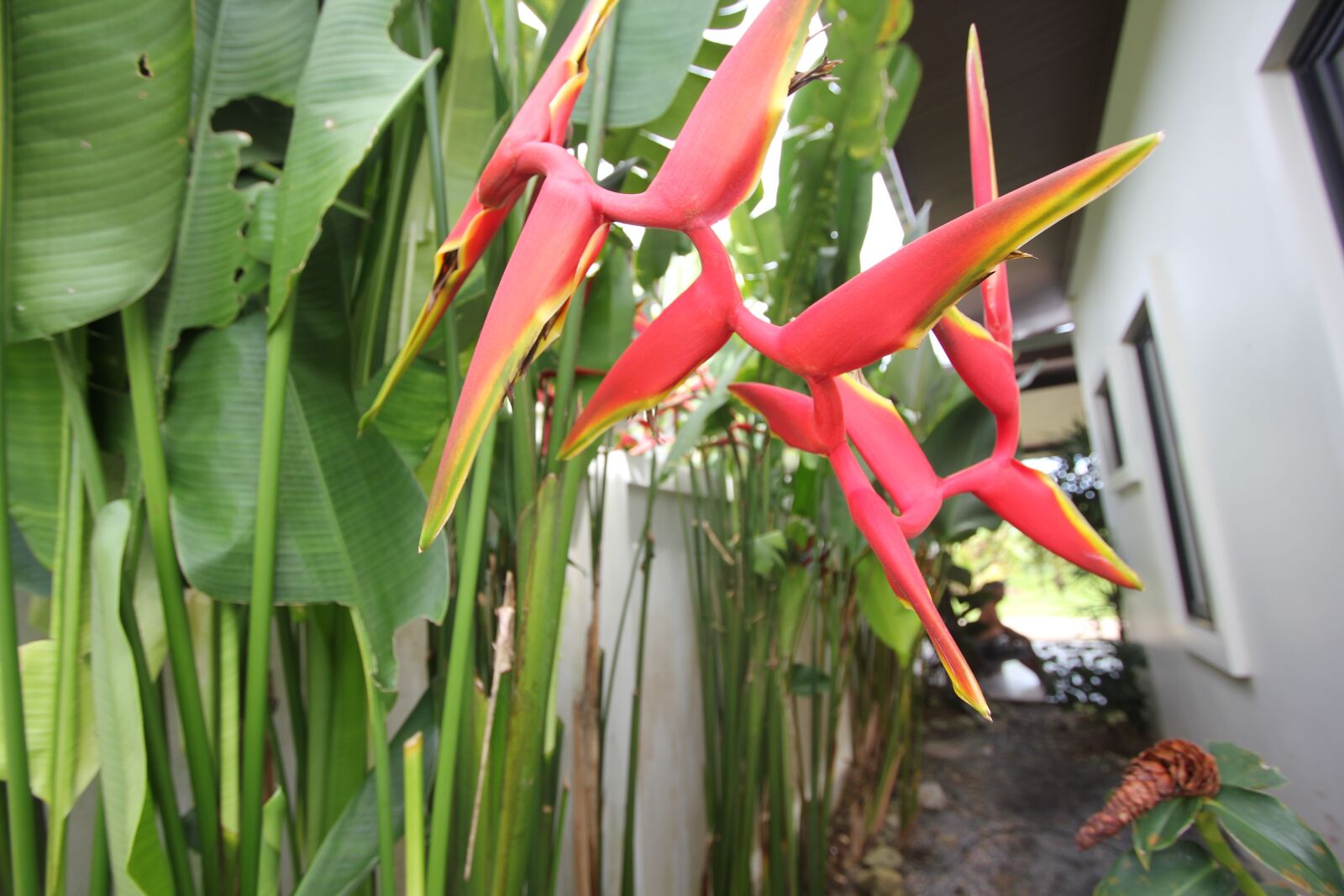 Canon EOS 550D (EOS Rebel T2i / EOS Kiss X4) sample photo. Flower, phuket, thailand photography