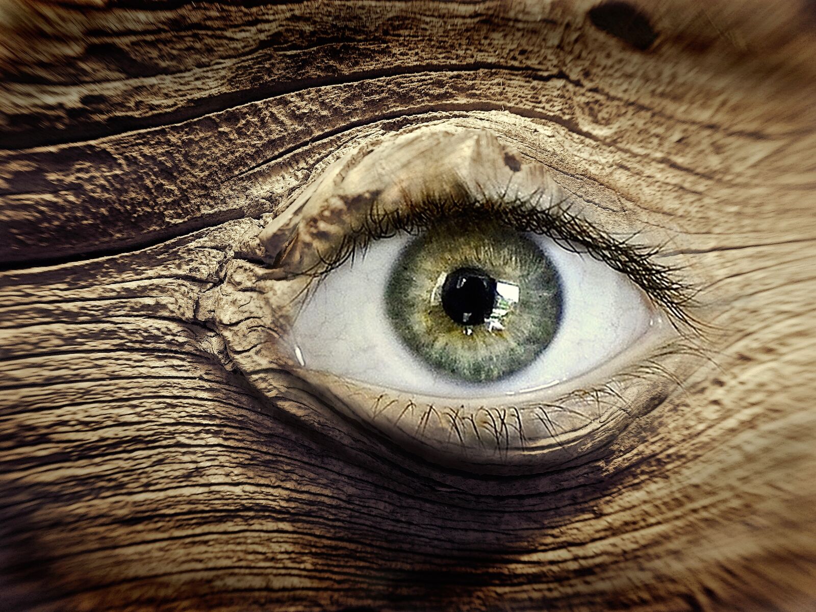 GoPro Hero5 Black sample photo. Eye, wood, knothole photography