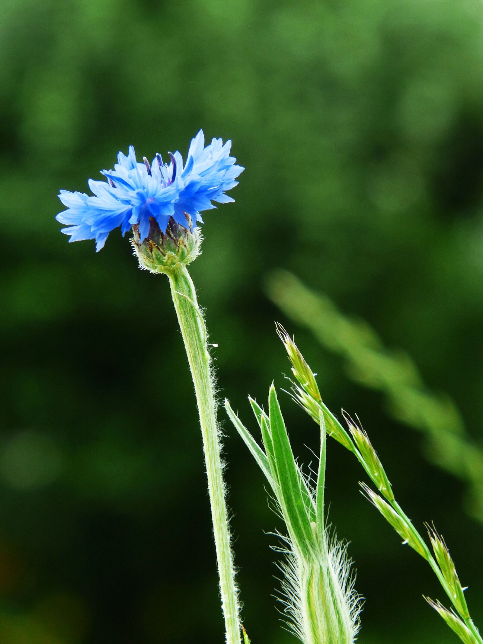 Panasonic Lumix DMC-FZ200 sample photo. Cornflower, blue, flower photography