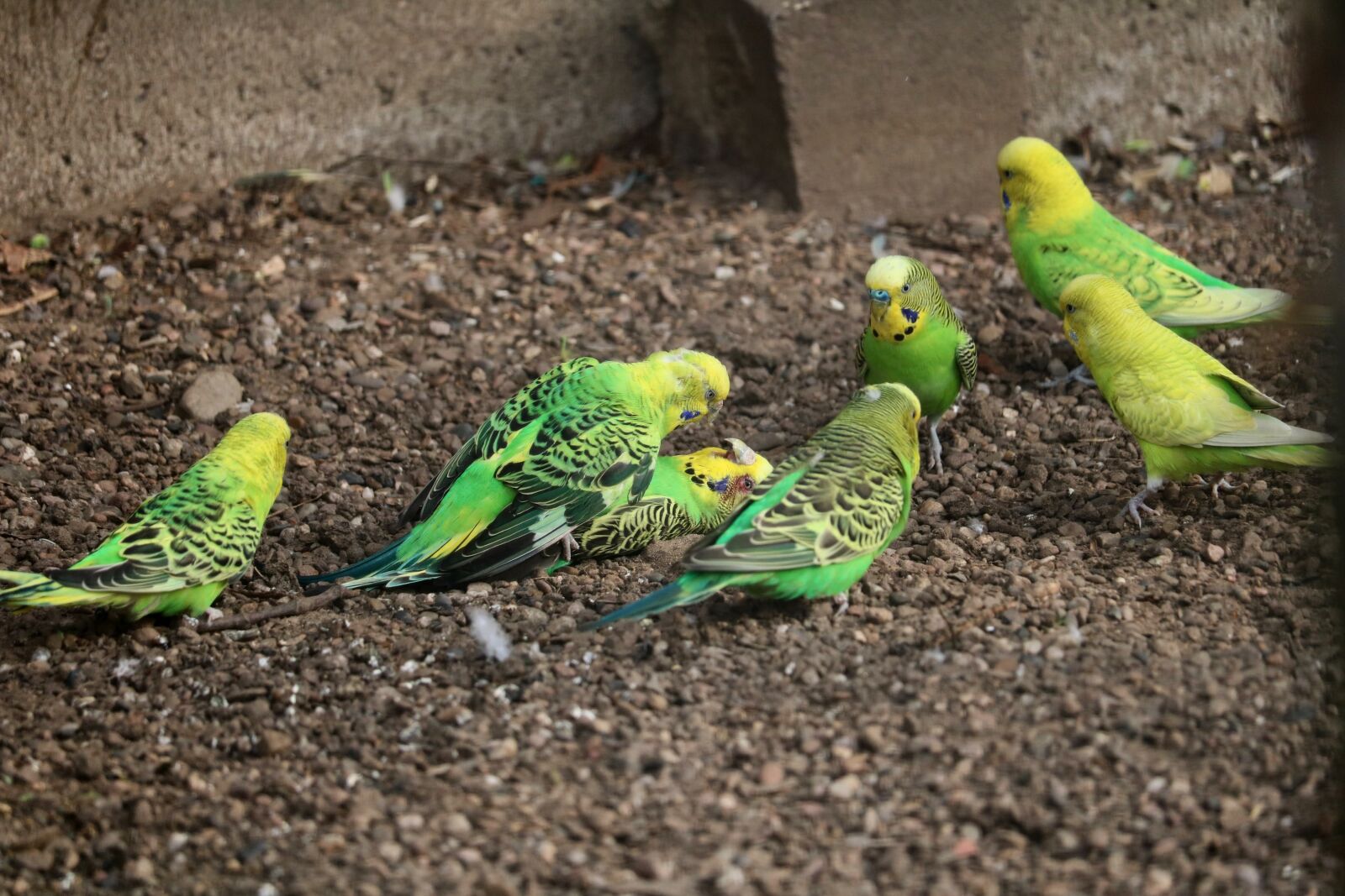 Canon EOS 750D (EOS Rebel T6i / EOS Kiss X8i) sample photo. Nature, animal world, animal photography