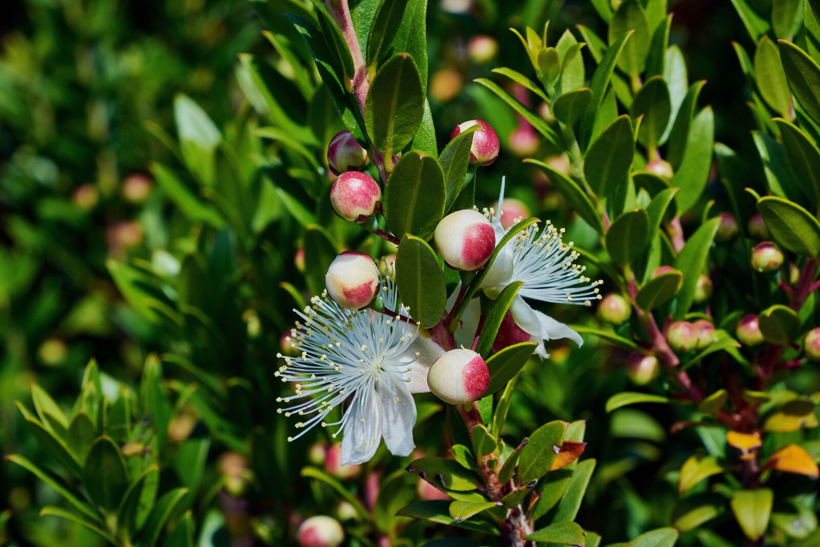 Nikon D7200 sample photo. Flower, color, plant photography