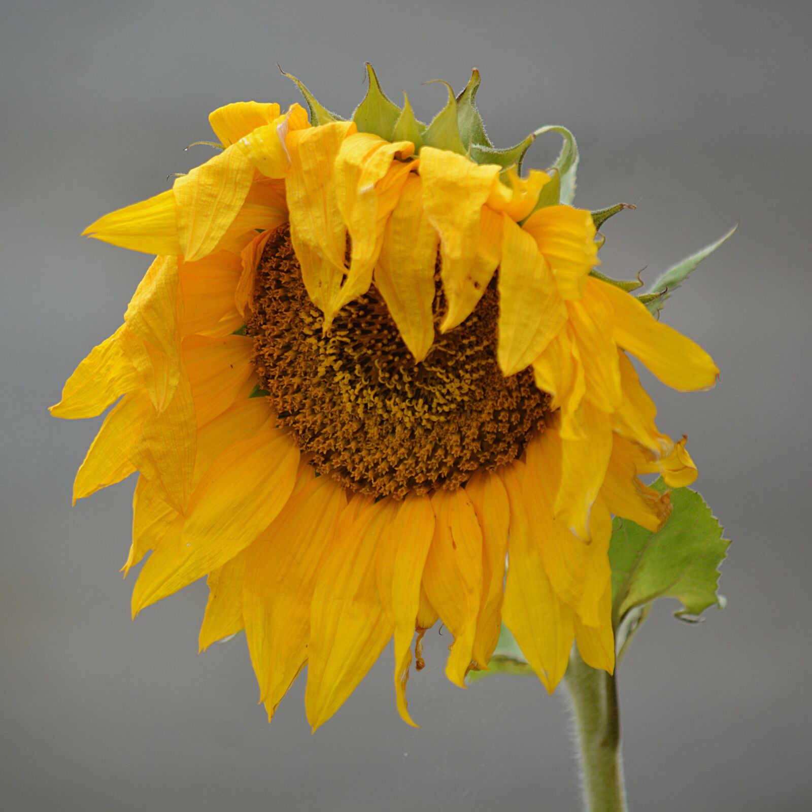 Nikon D5200 sample photo. Botanique, ete, fleur, fleur photography