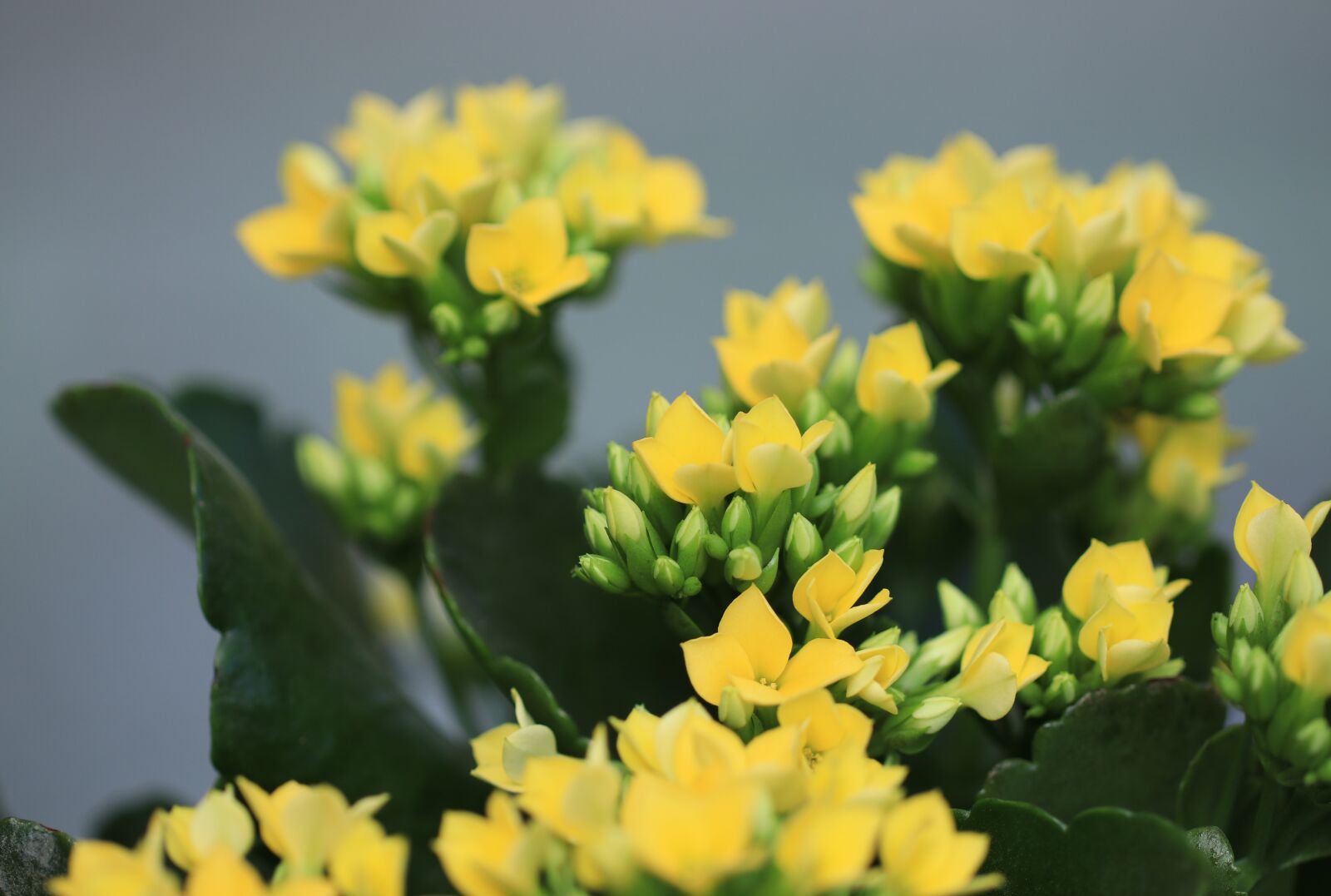 Canon EF 100mm F2.8L Macro IS USM sample photo. Flowers, yellow, crassula and photography