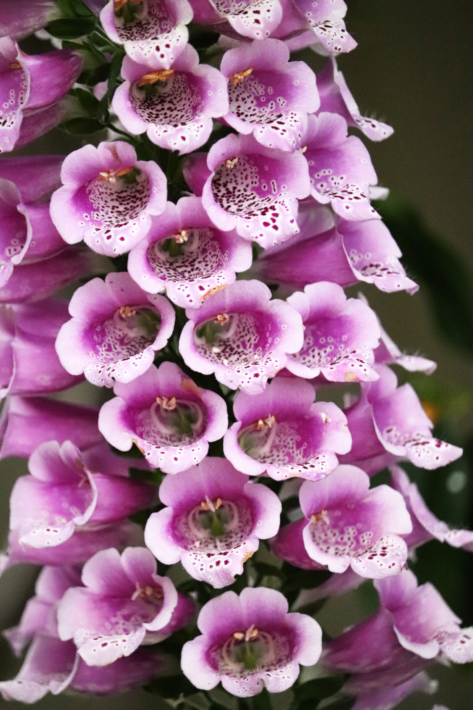 Canon EOS 800D (EOS Rebel T7i / EOS Kiss X9i) sample photo. Flower, foxglove, digitalis photography