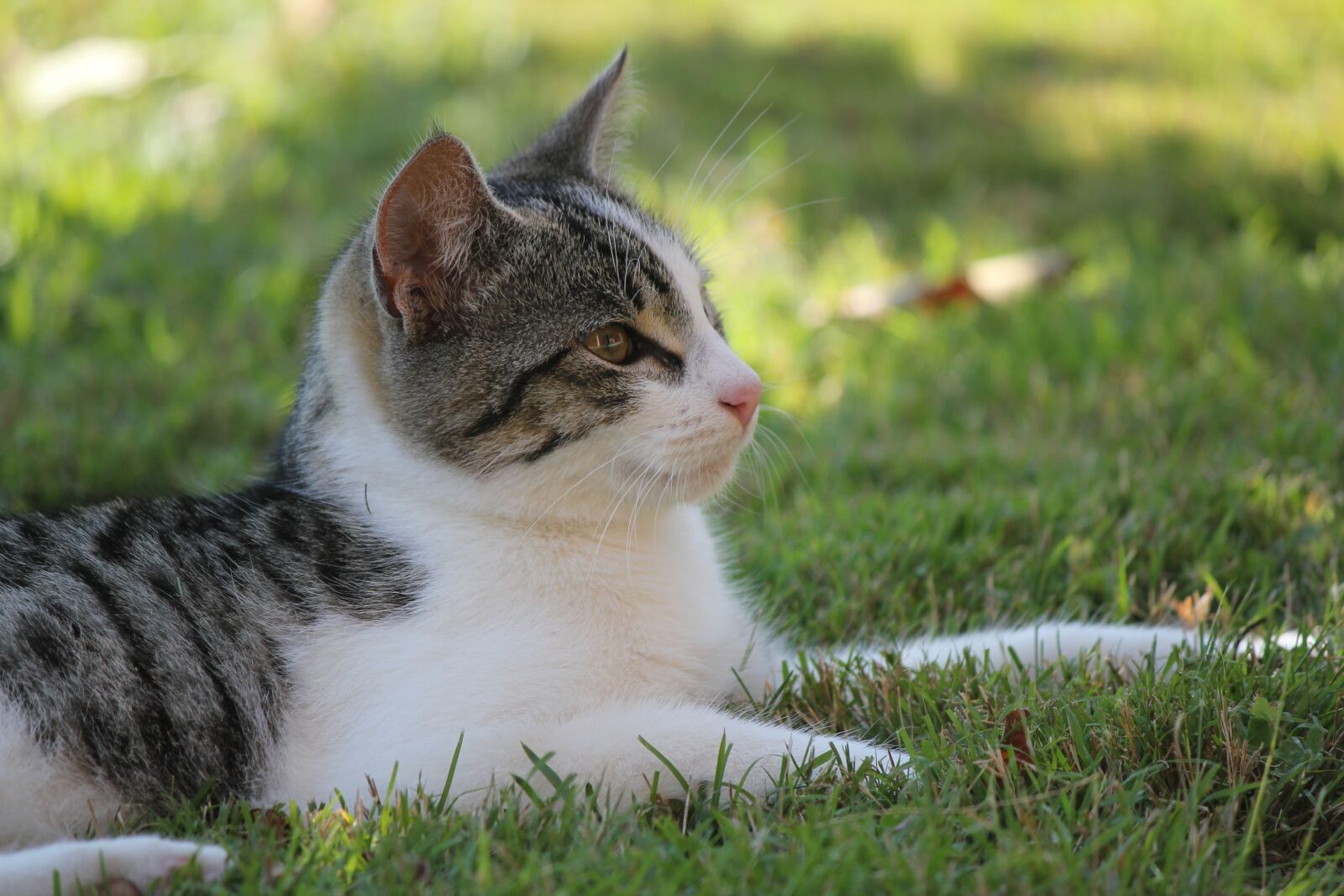 Canon EOS 550D (EOS Rebel T2i / EOS Kiss X4) sample photo. Cat, animal, domestic photography