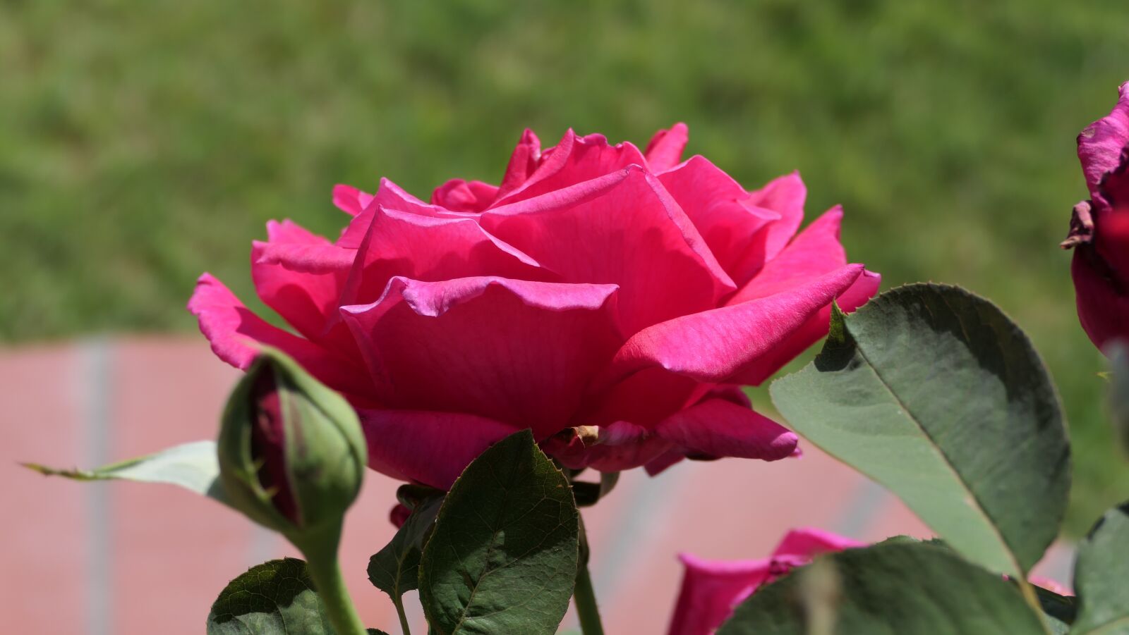 Panasonic DC-FZ10002 sample photo. Rose, flower, pink rose photography