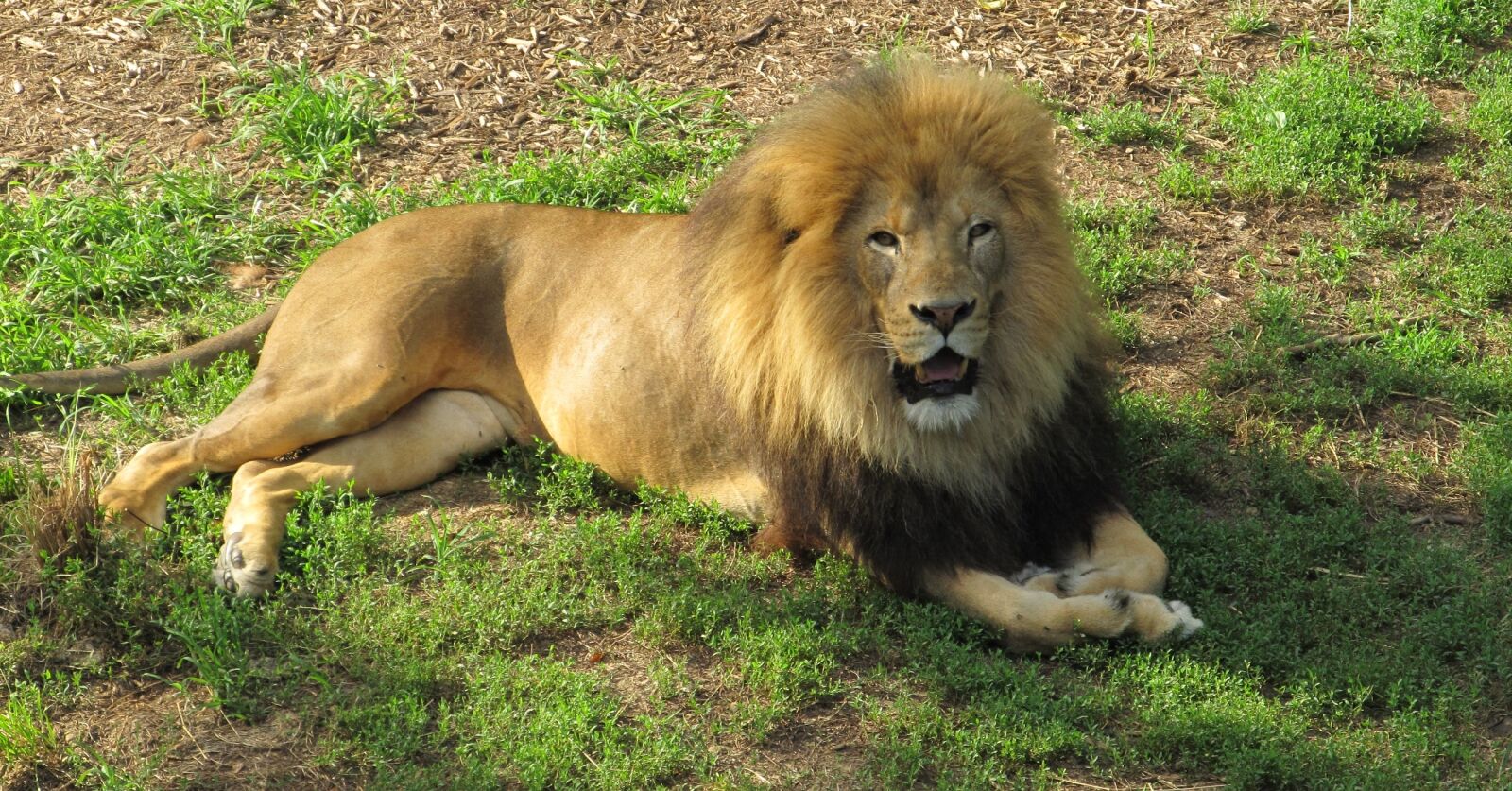 Canon PowerShot SX130 IS sample photo. Lion, feline, big cat photography