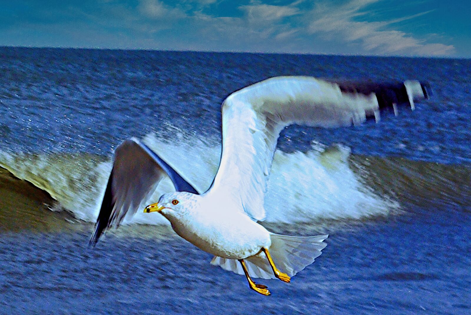 Pentax K10D sample photo. Seagull, flying, bird photography