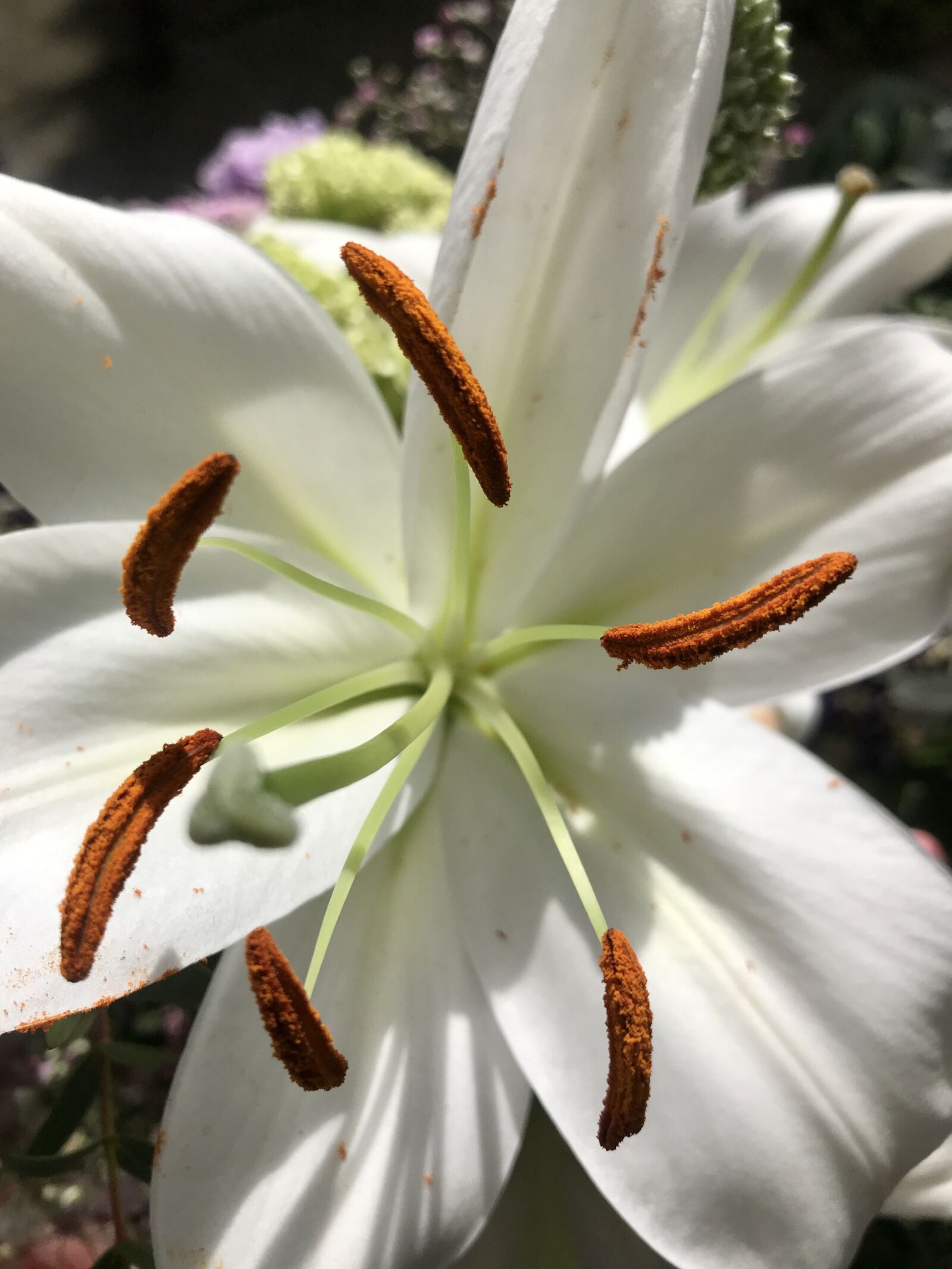 iPhone 7 back camera 3.99mm f/1.8 sample photo. Lily, blossom, bloom photography